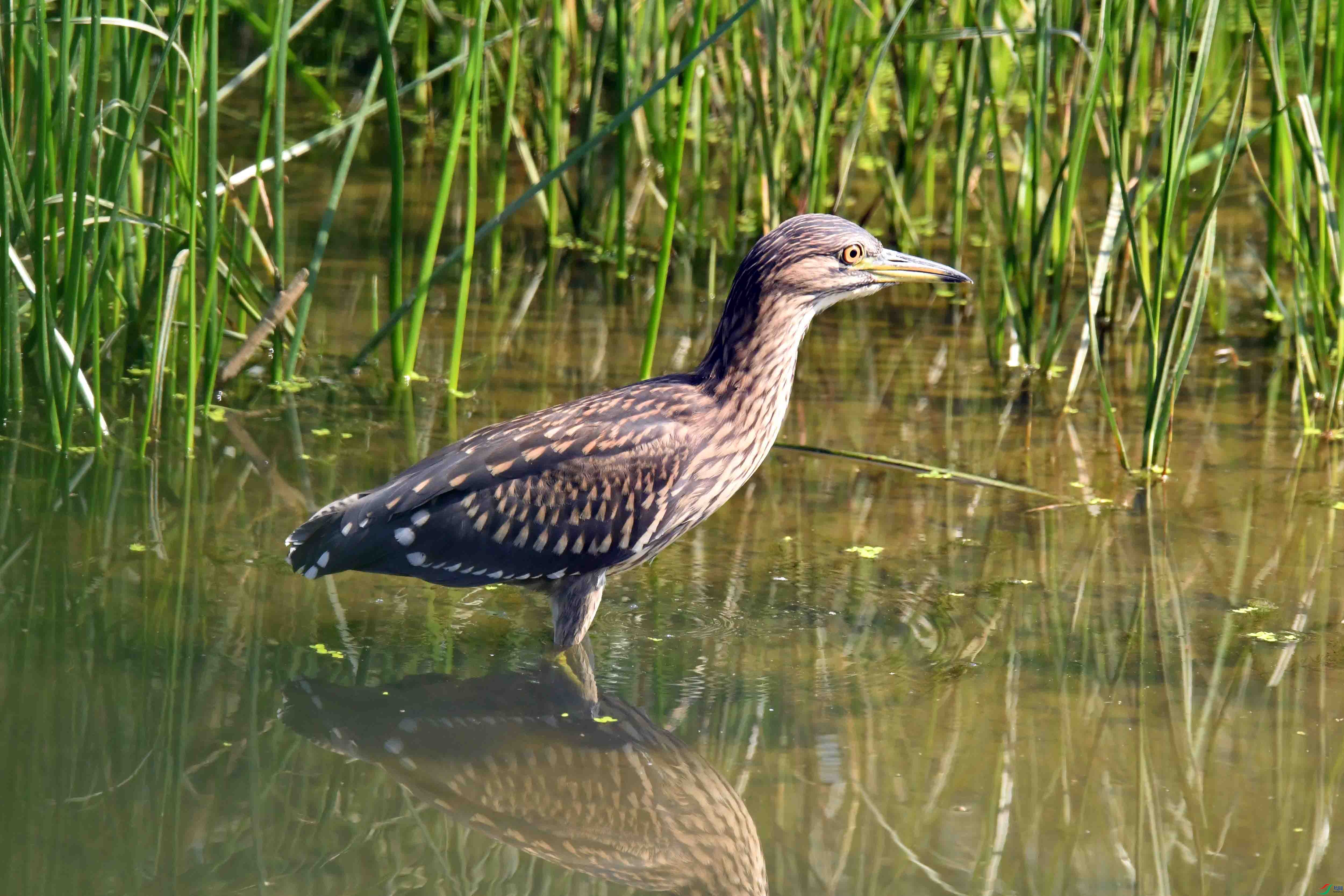 DSC_3208.JPG