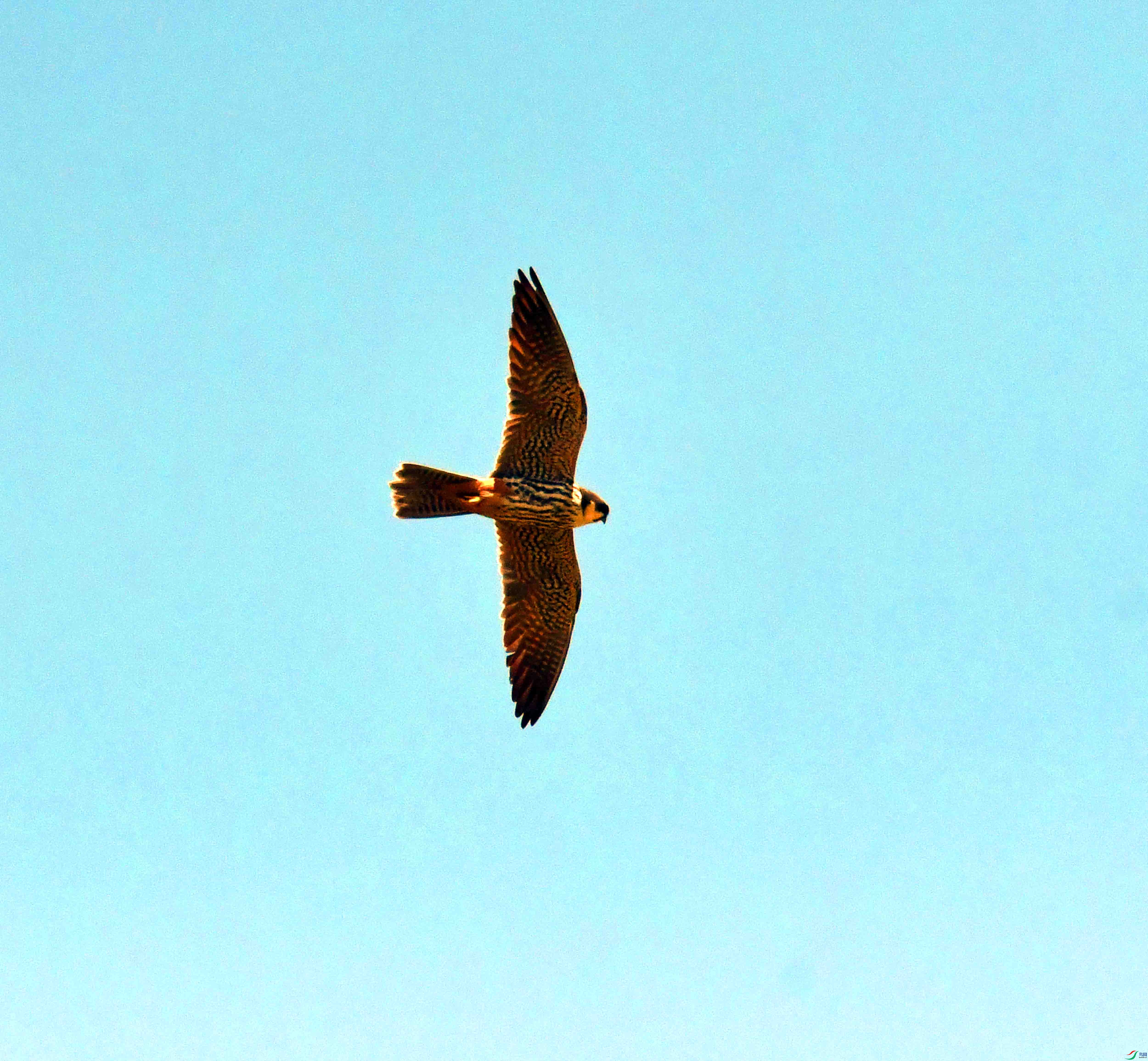 DSC_0101.JPG