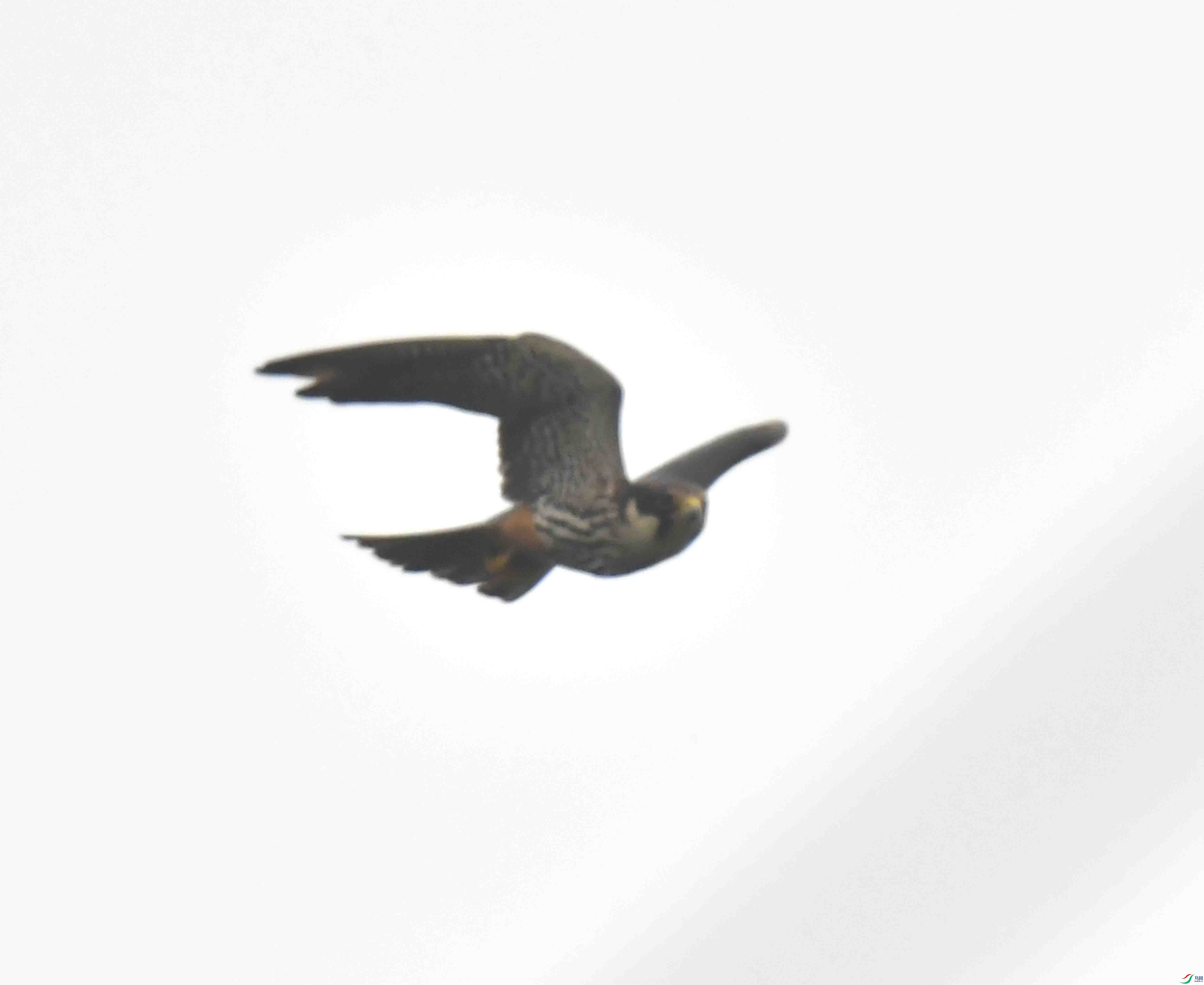 DSC_5532.JPG