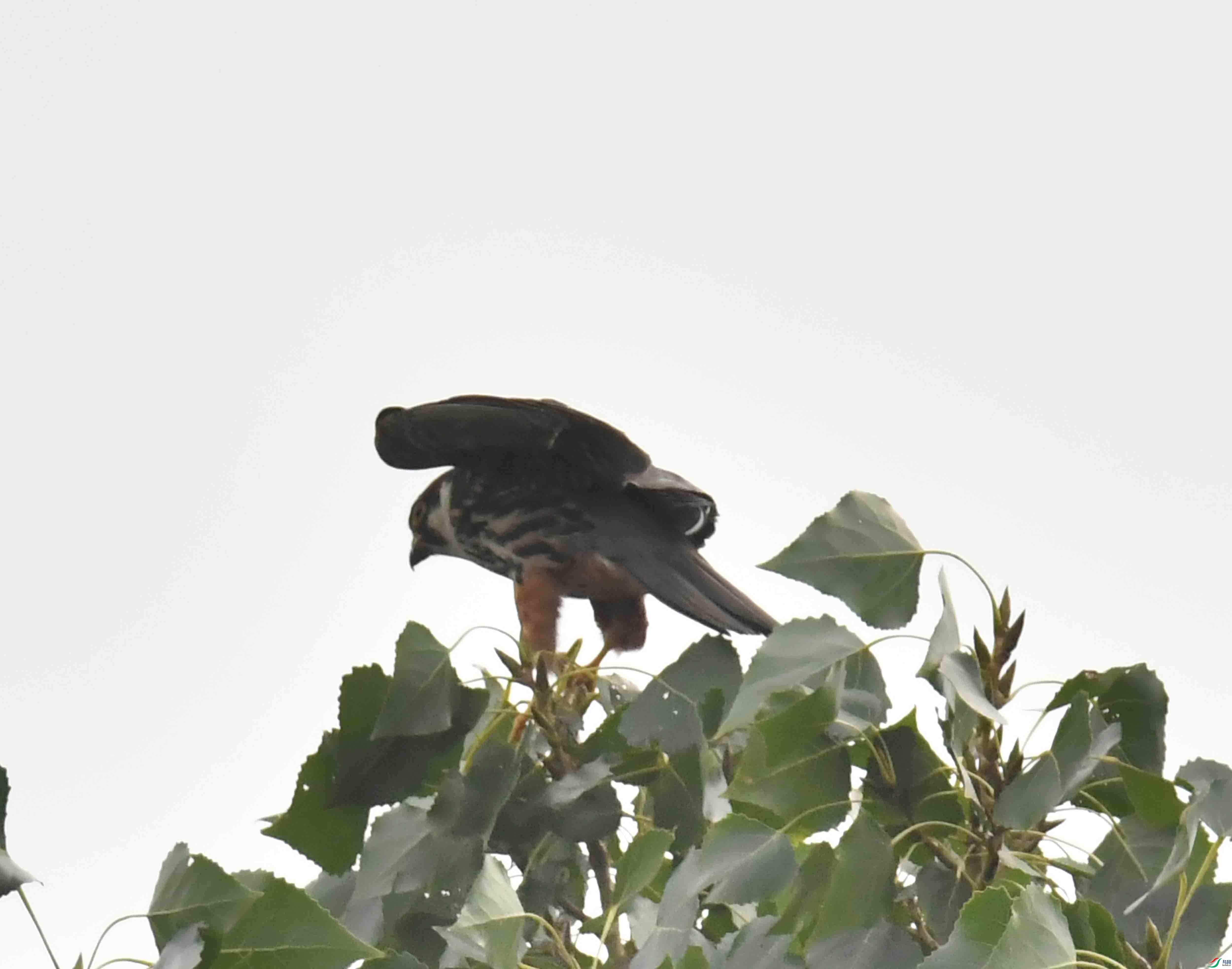 DSC_5586.JPG