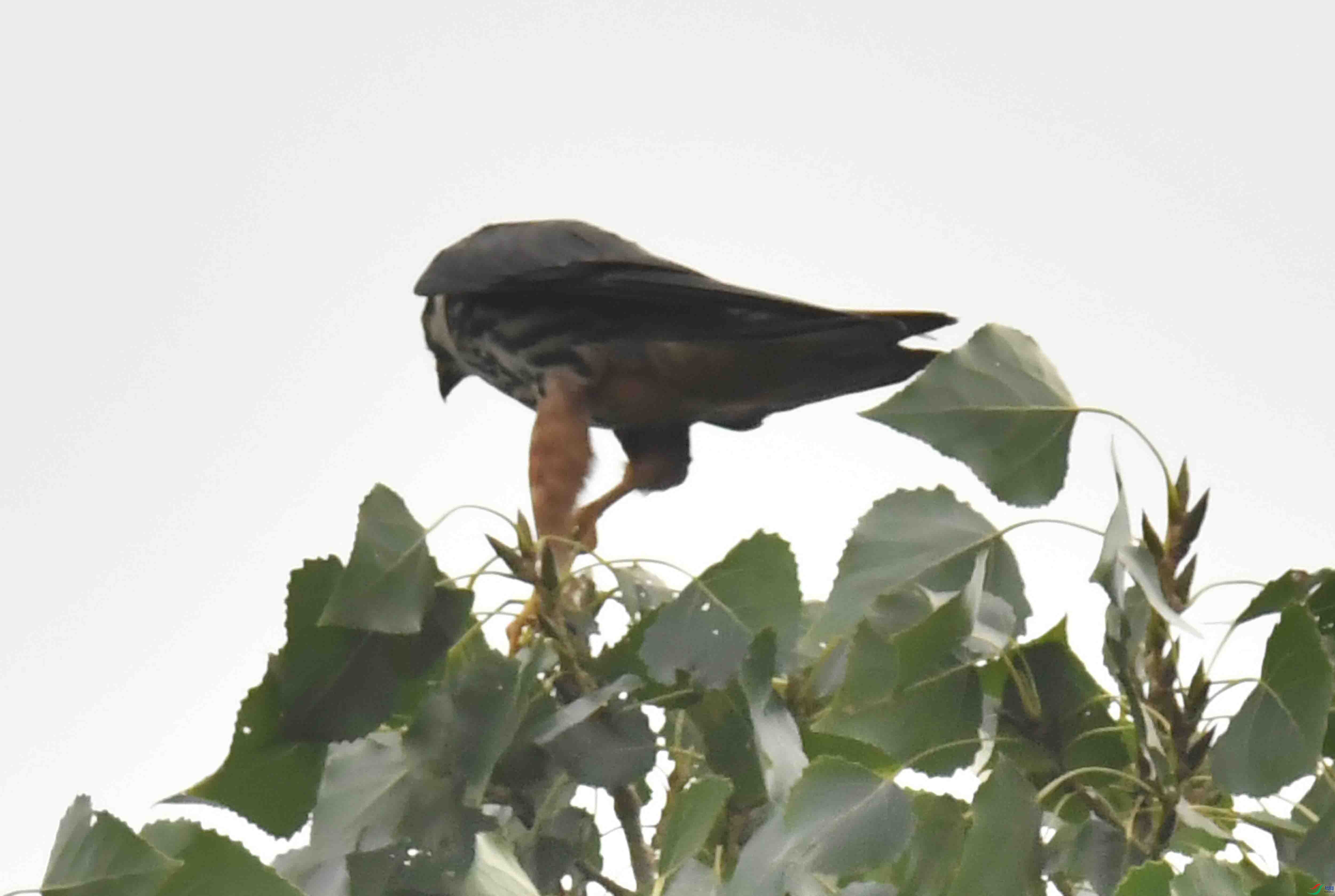 DSC_5592.JPG