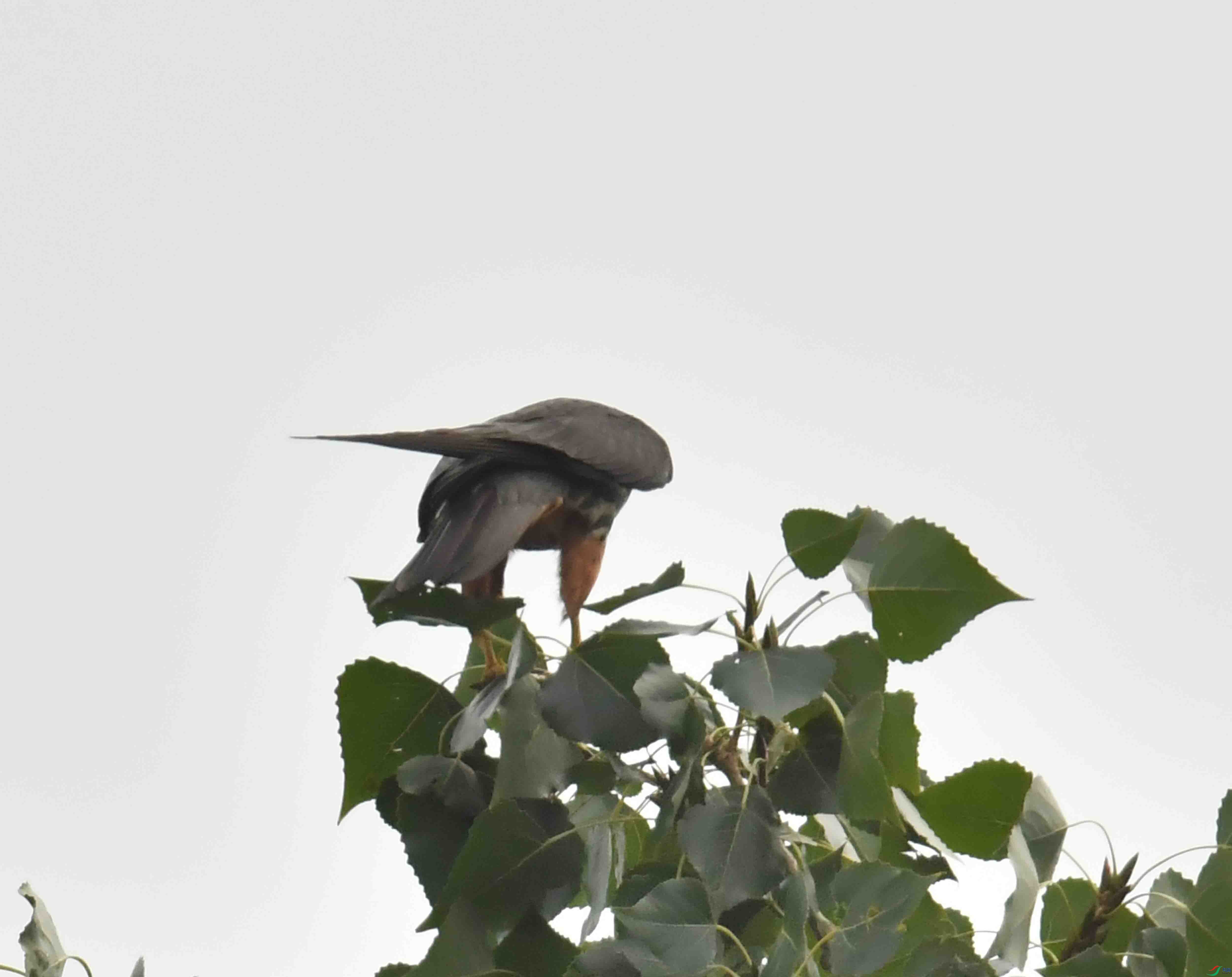 DSC_5613.JPG