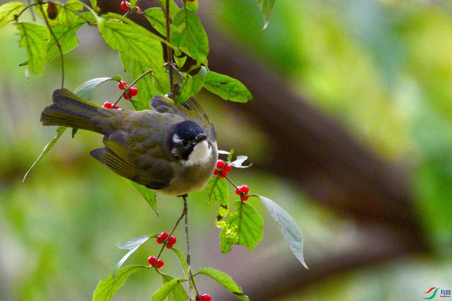 DSC_6100.JPG