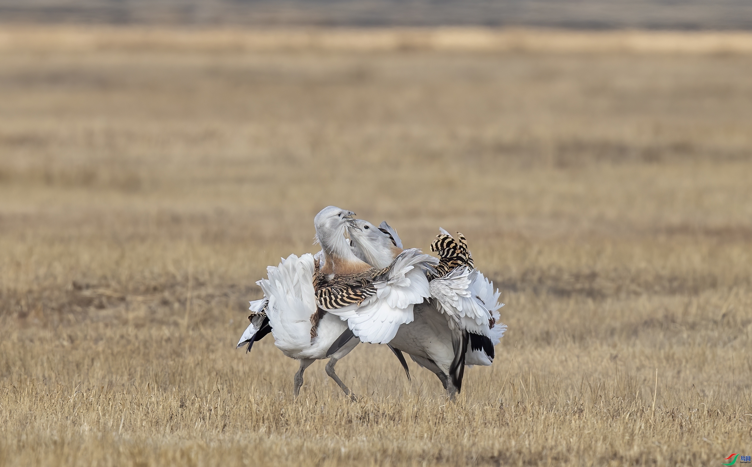 ��� ���� ����  ����.jpg