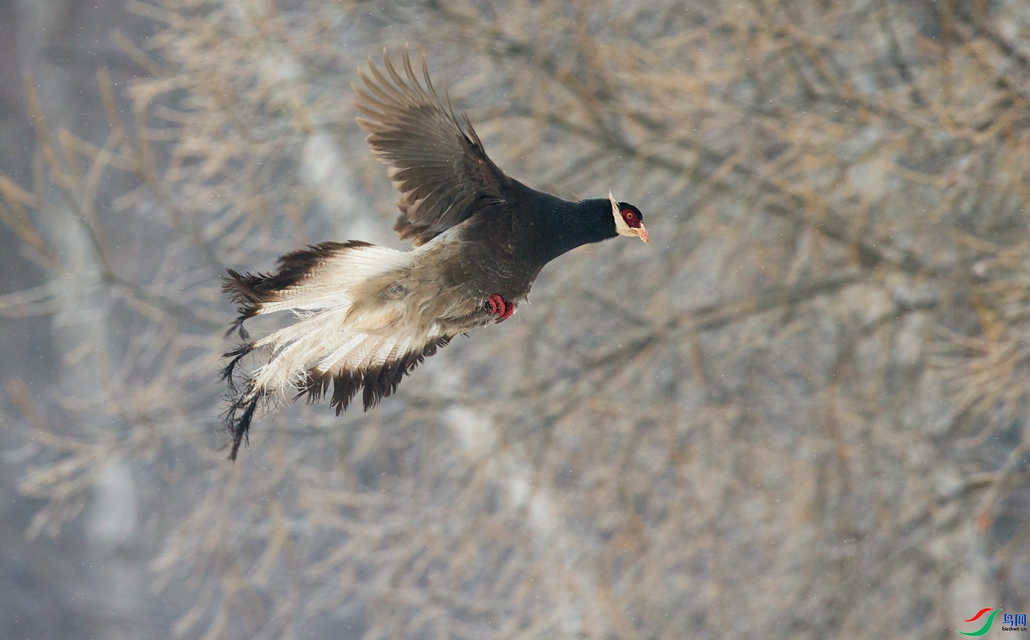 ѩ�а��� ���� ��Х ����.jpg
