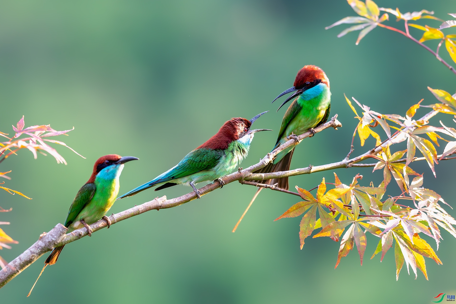 ֦ͷ����ս ���� ����ǿ ����.jpg