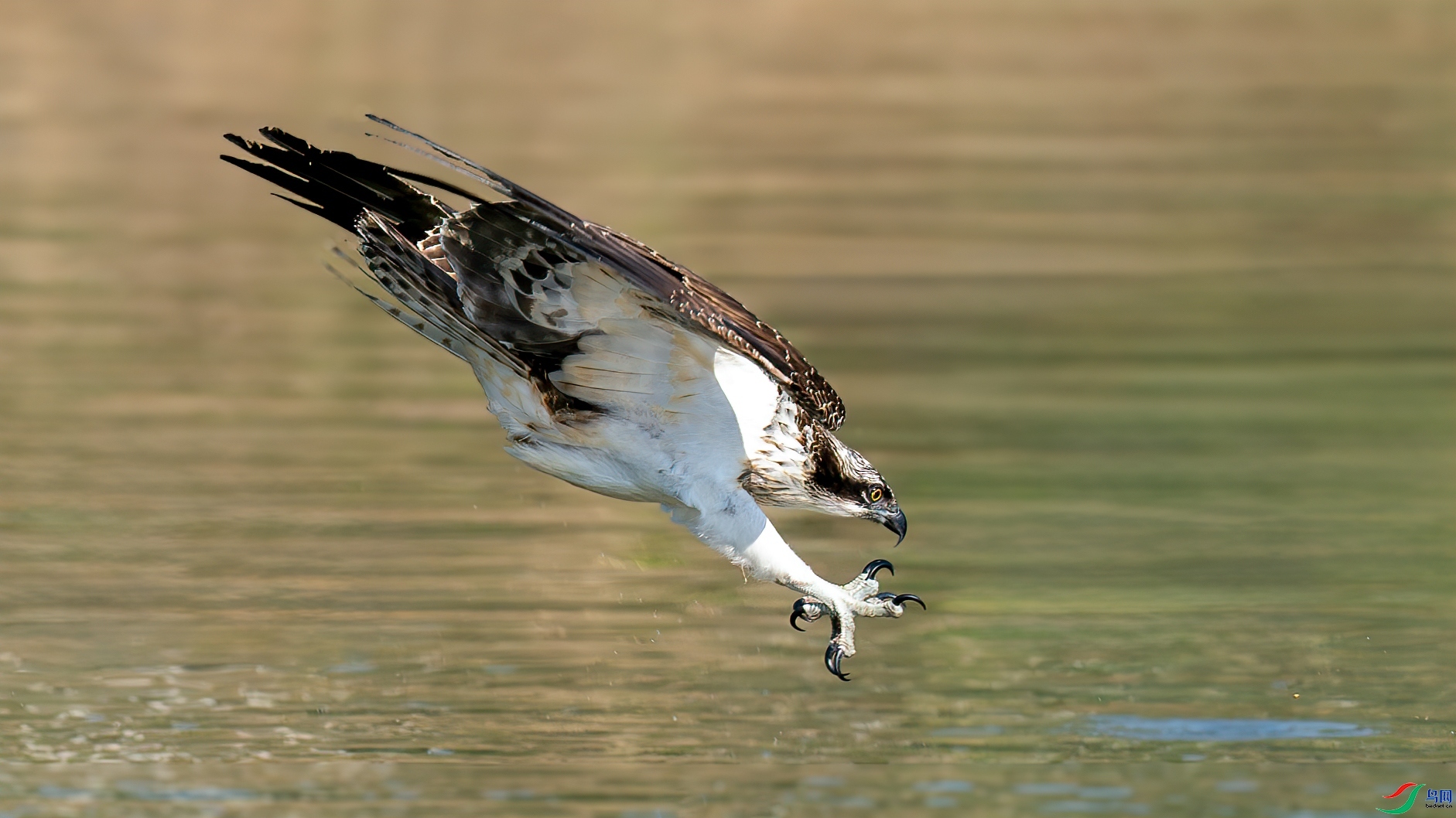 ��צ˲��  ���� �������� ����.jpg