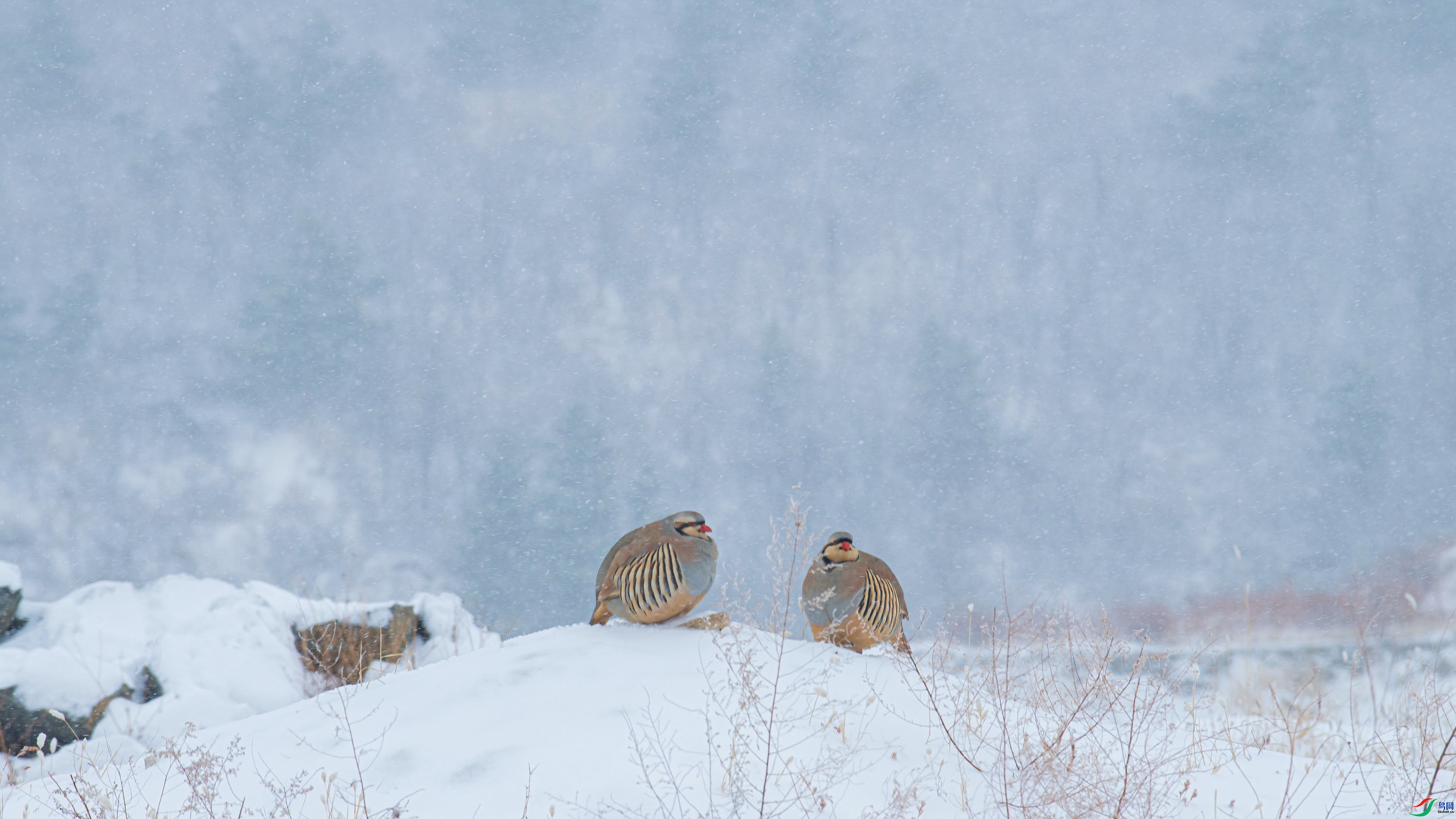 ��ӭ��ѩ  ���� �����ү ����.jpg