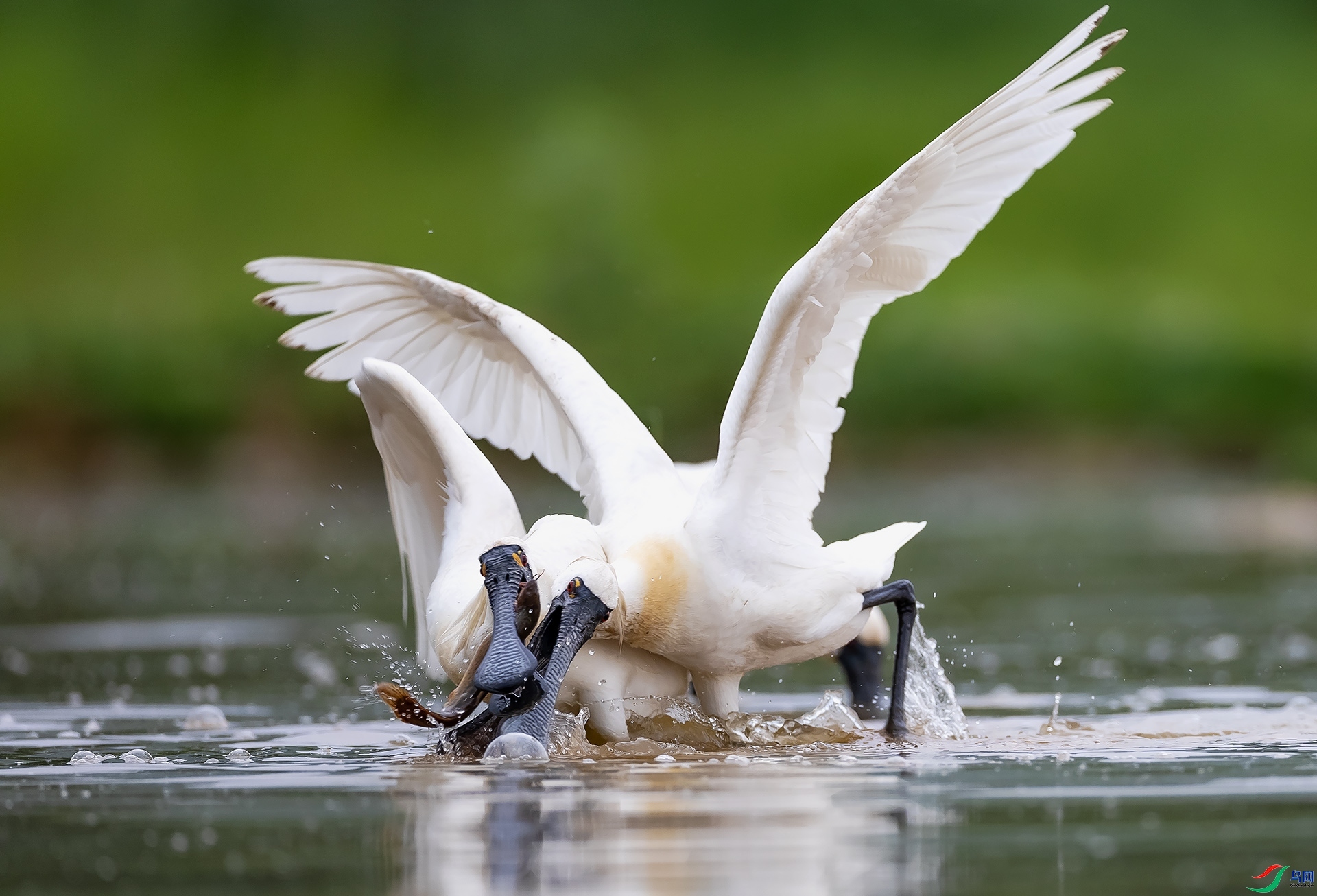 ��-�������� ���� ���� ����.jpg