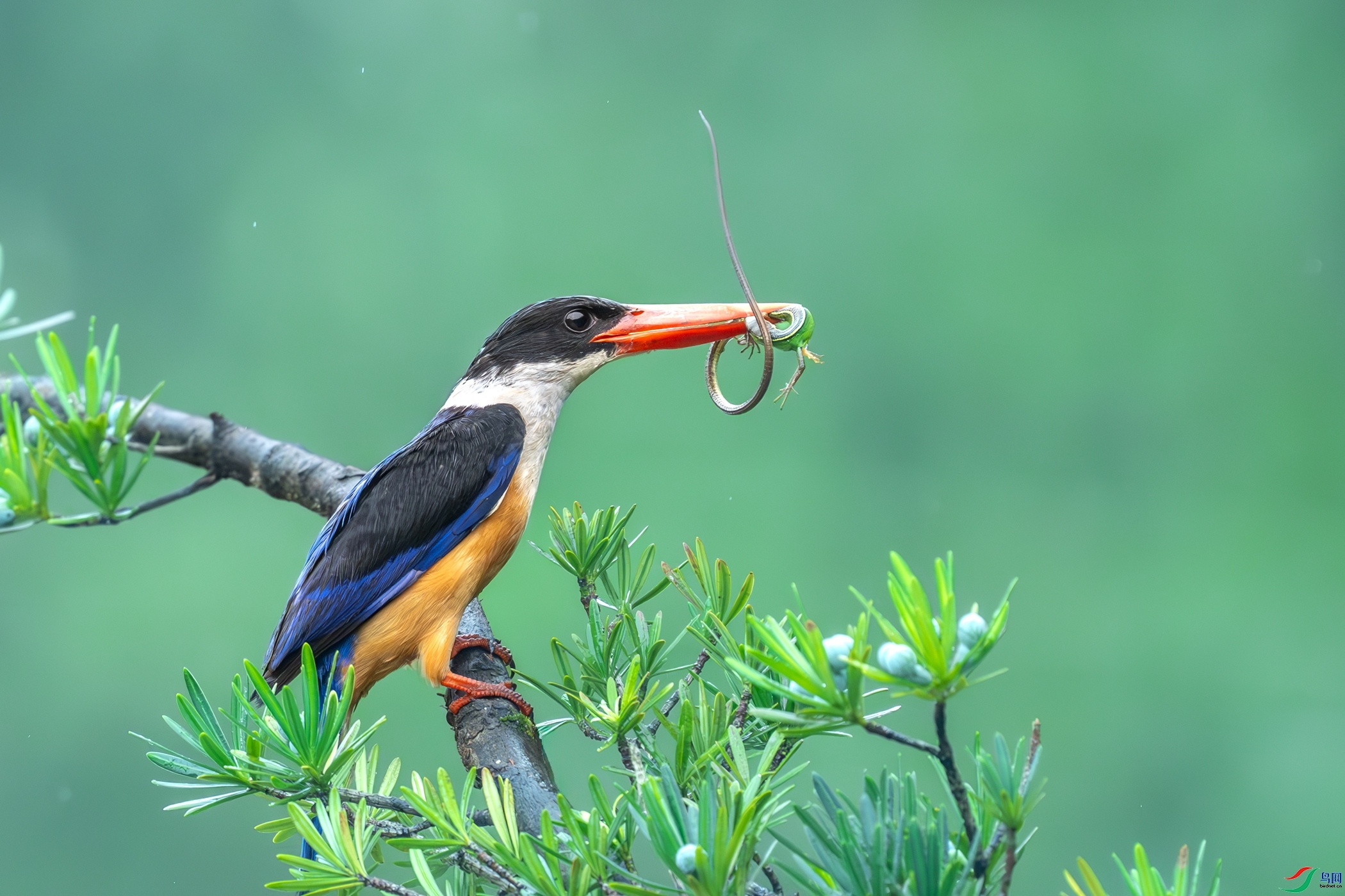 ����һ�����  ���� �������� ����.jpg