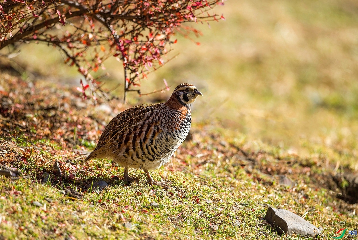 ��ɽ ����  ͧ�� ����.jpg