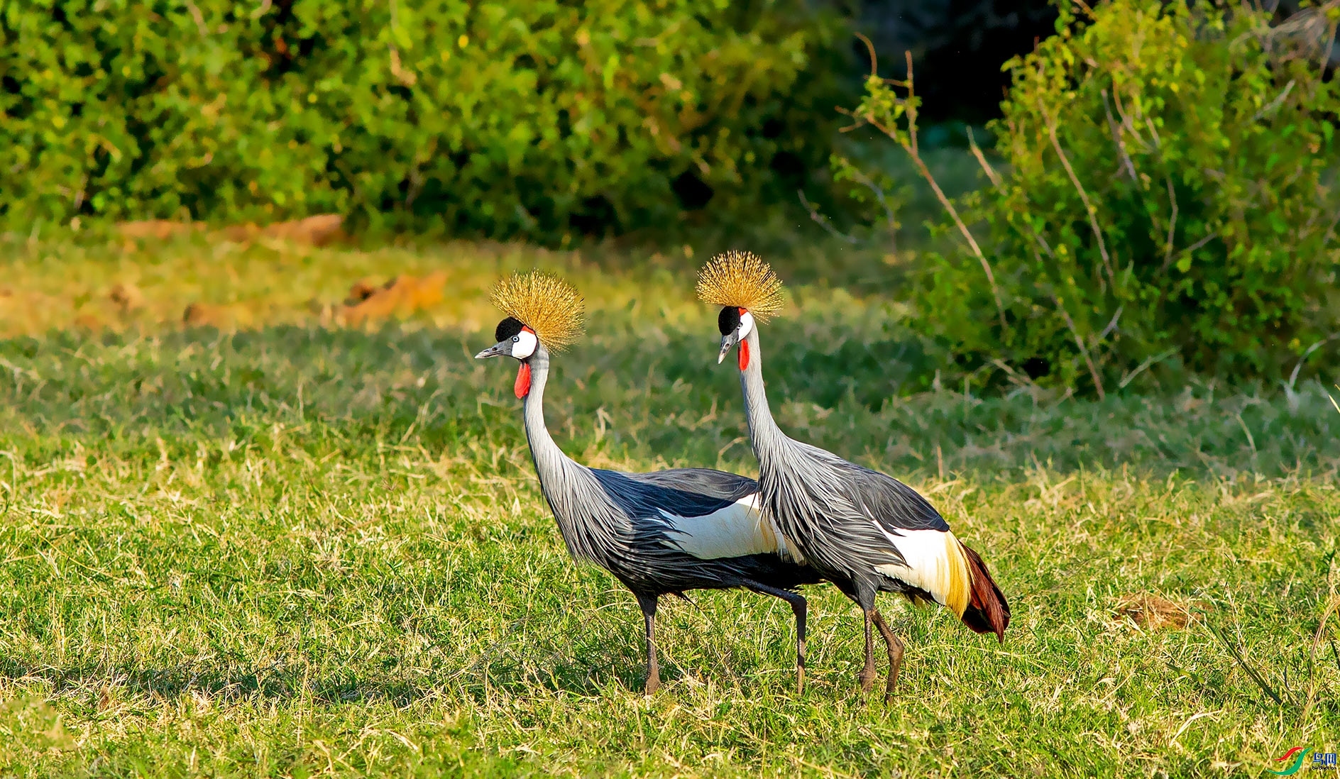 ����� ���� �������  ����.jpg