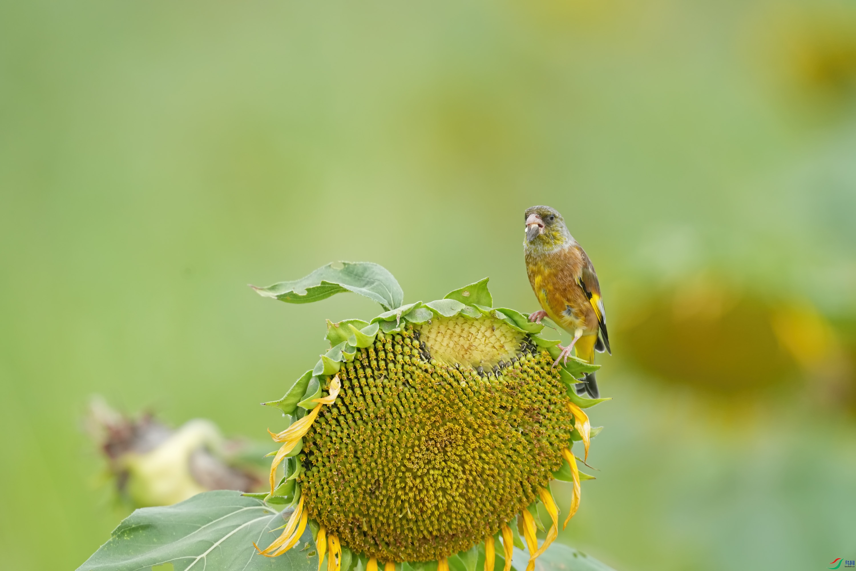 DSC09749 ����.jpg