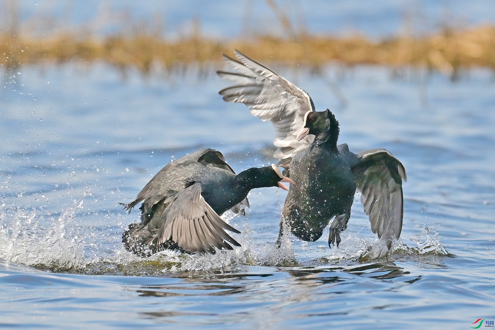 DSC_2113-V.jpg