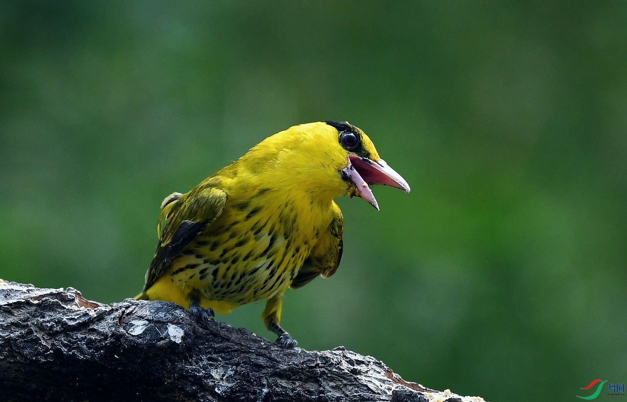 ABW_9387.JPG