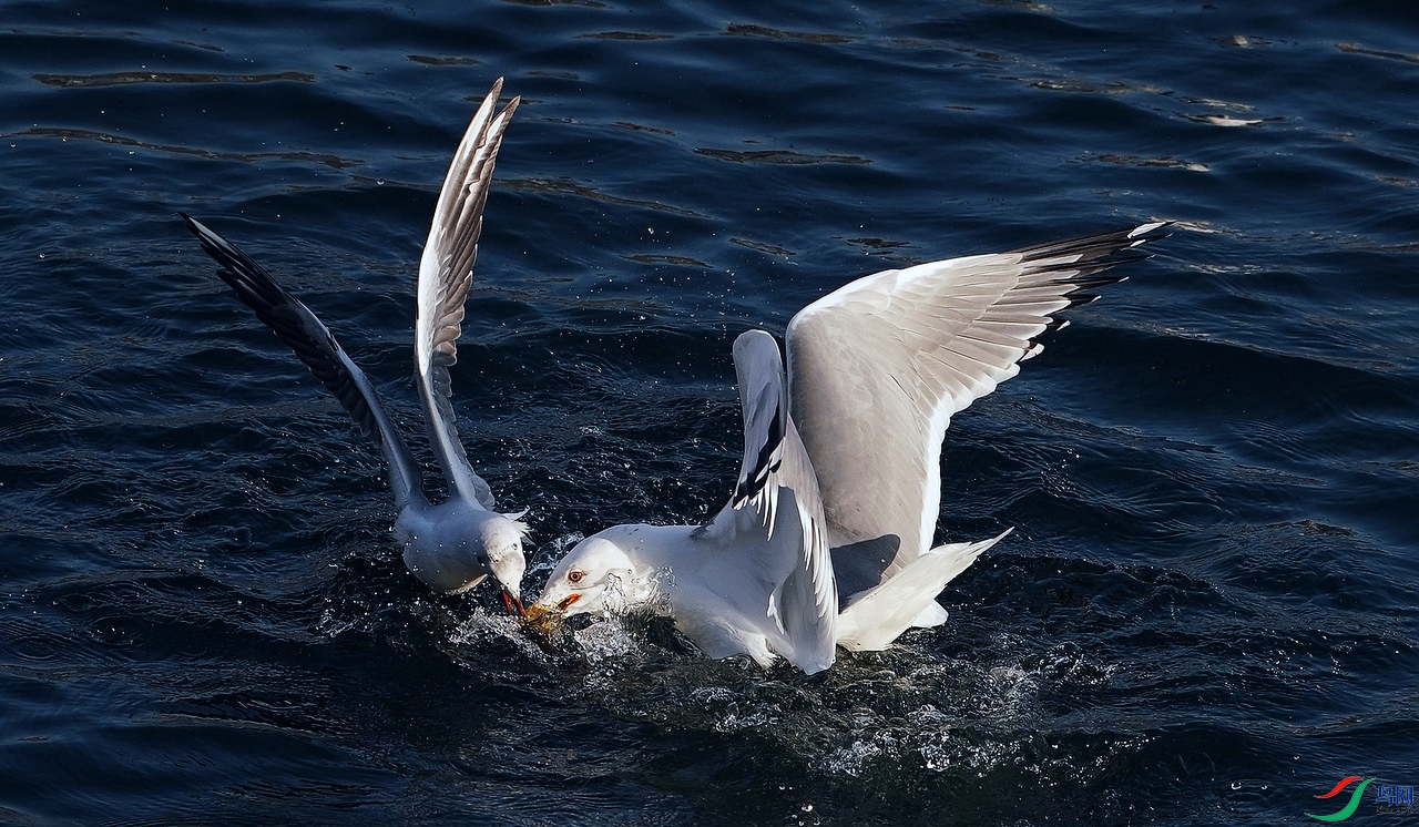 DSC09087.JPG