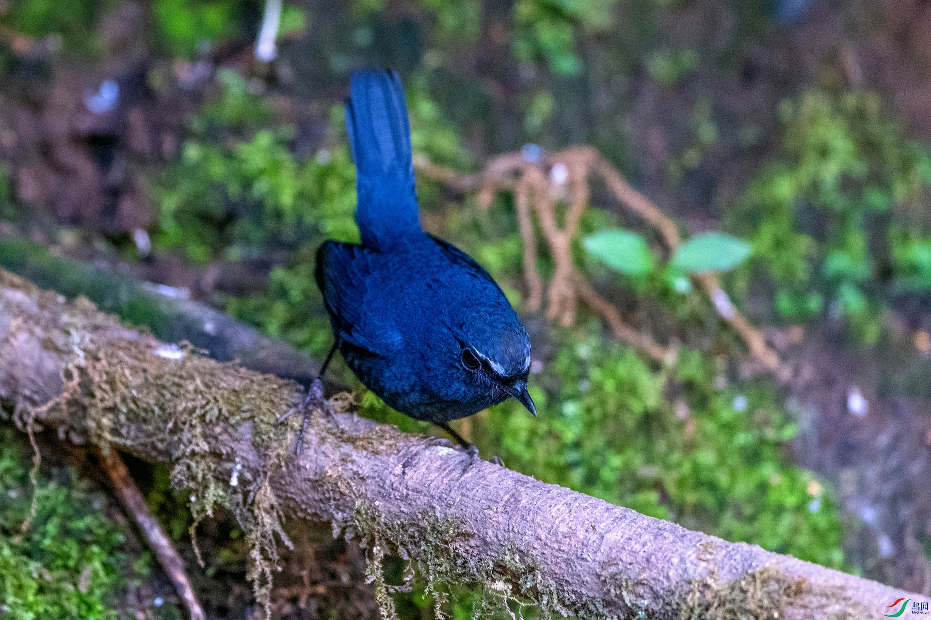 ��_AUU9608��ϲɽ�̳��(24.2.13)-1.jpg