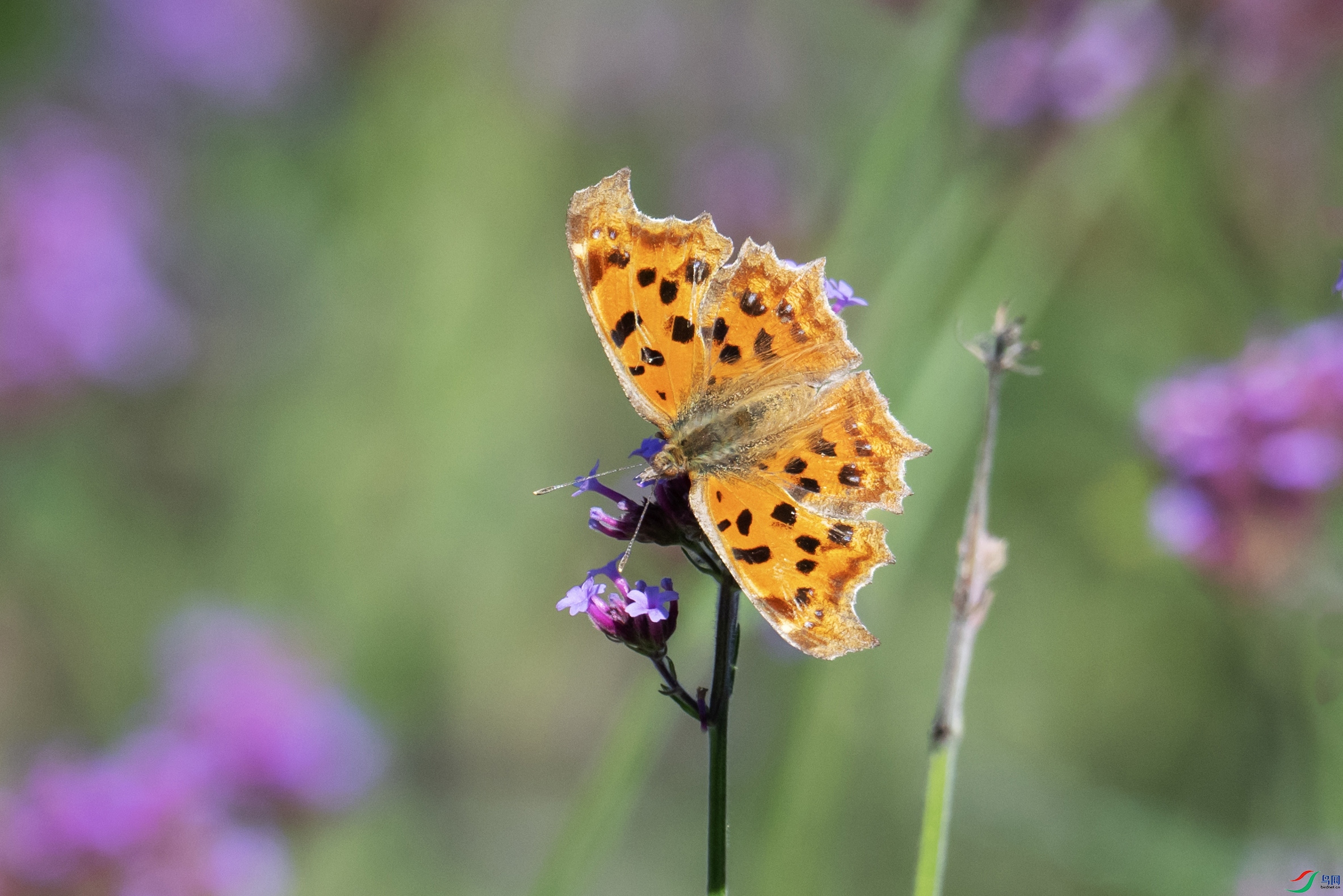 DSC_2468 ����.jpg