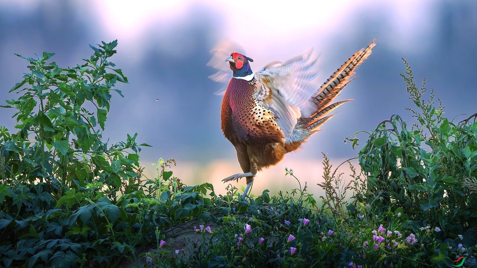 1_DSC1356-����ǿ-NR ���� 2.jpeg