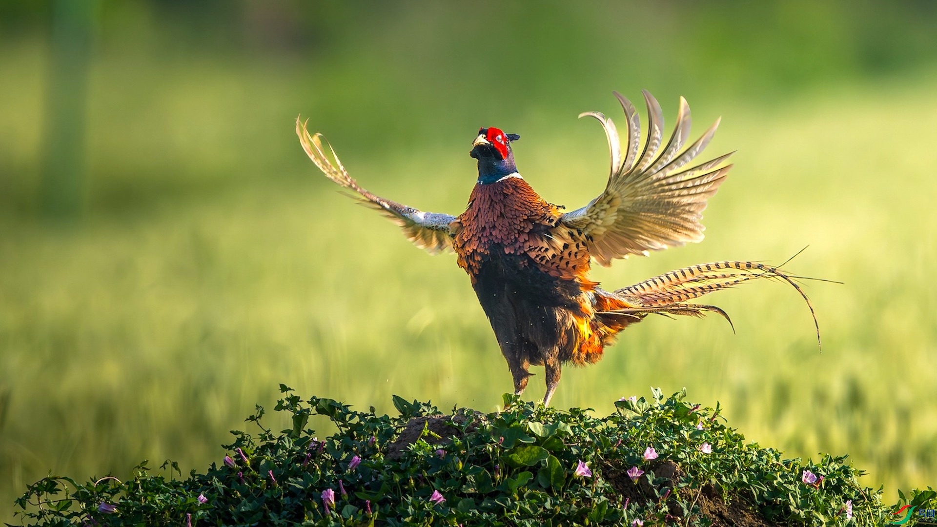 1_XXL1610-����ǿ-NR ���� 2.jpg111 2����.jpeg