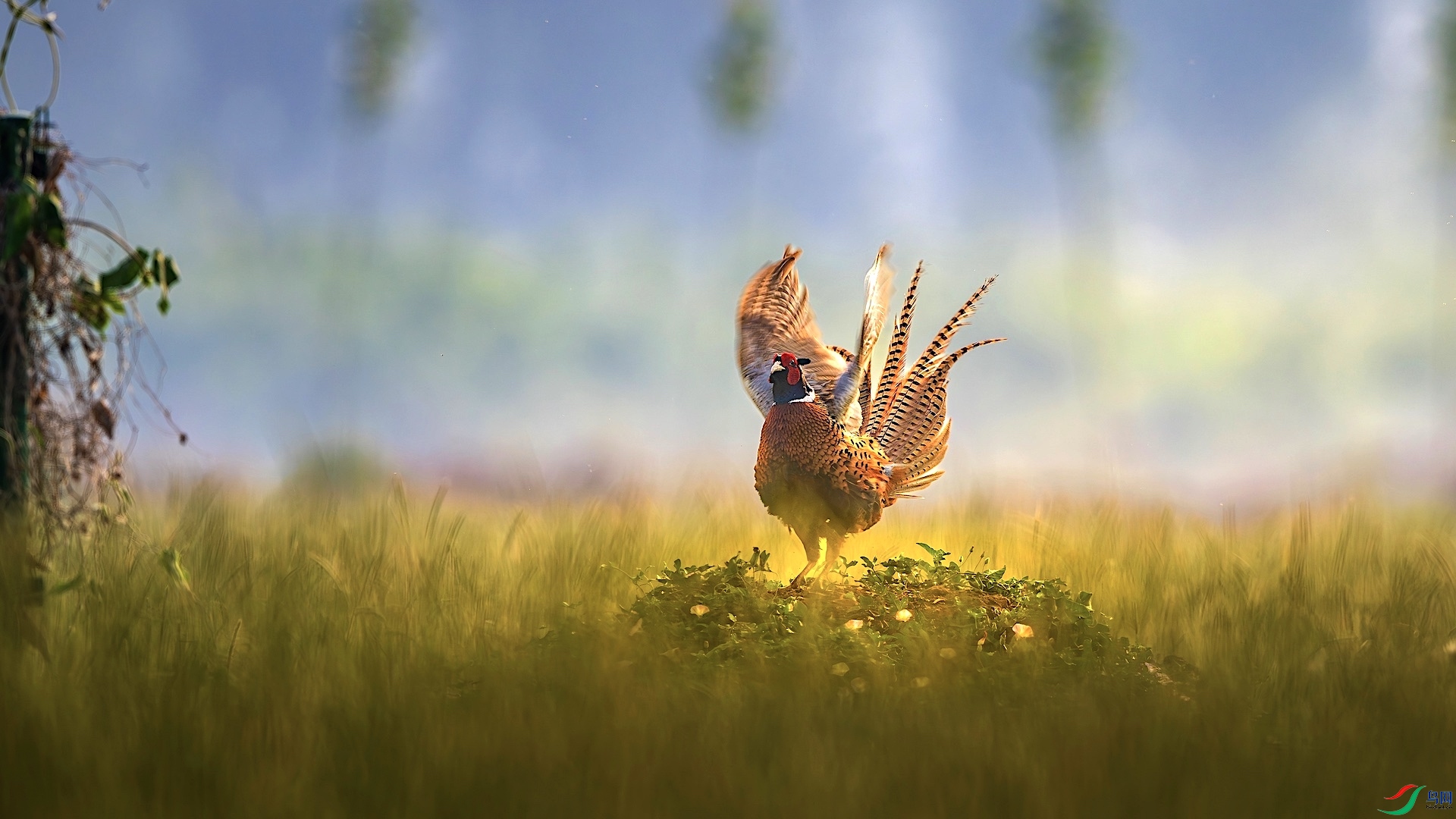 1_XXL3593-����ǿ-NR ����.jpeg