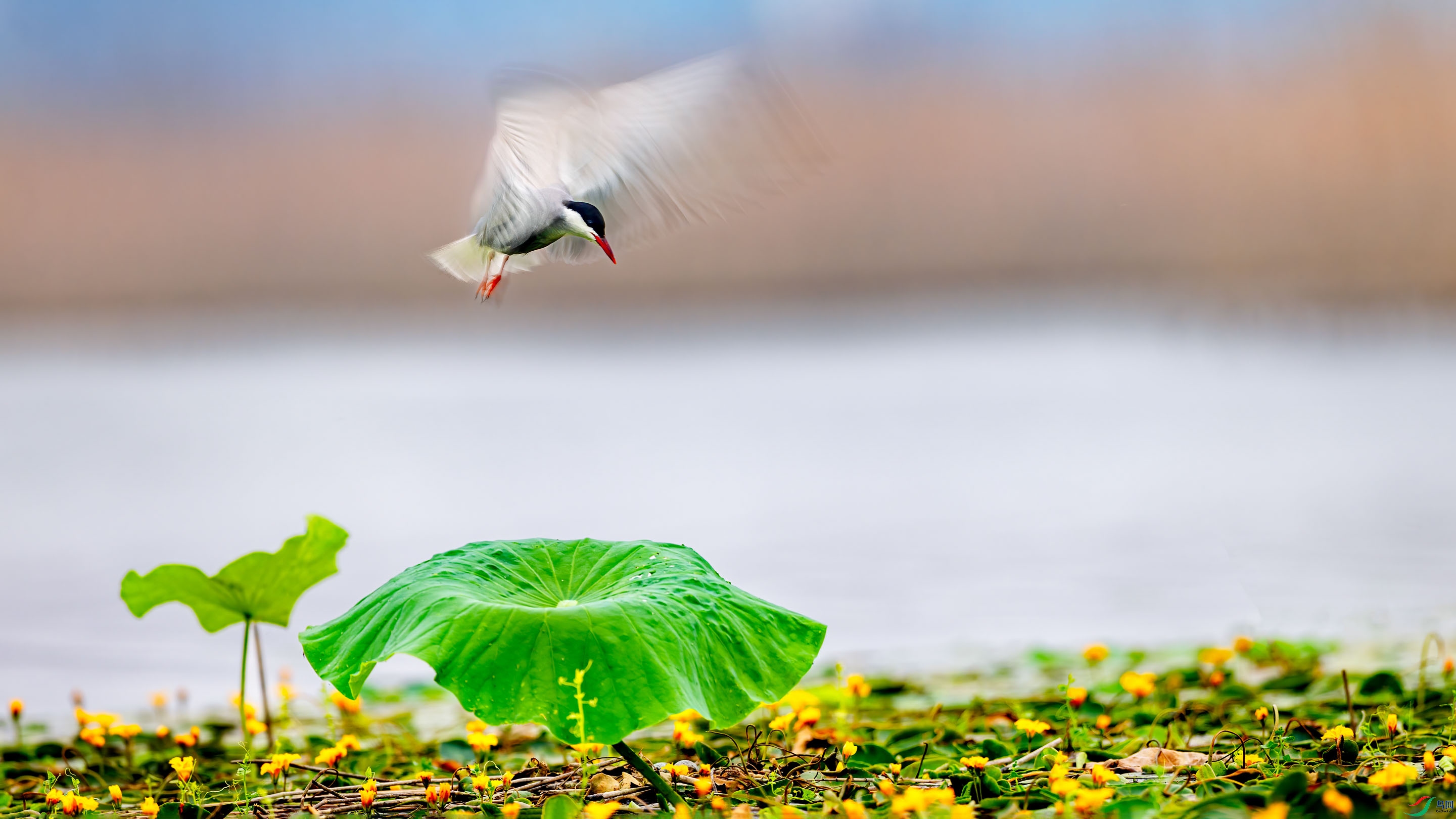 _X7A1721-2_1.jpg