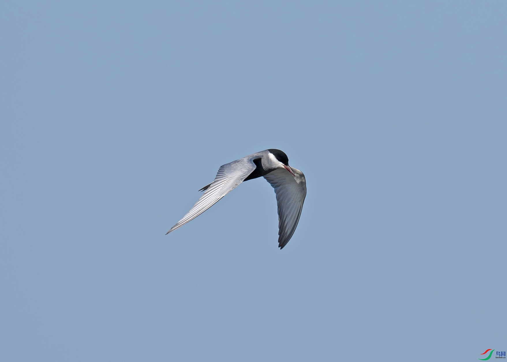 _DSC3376f.jpg
