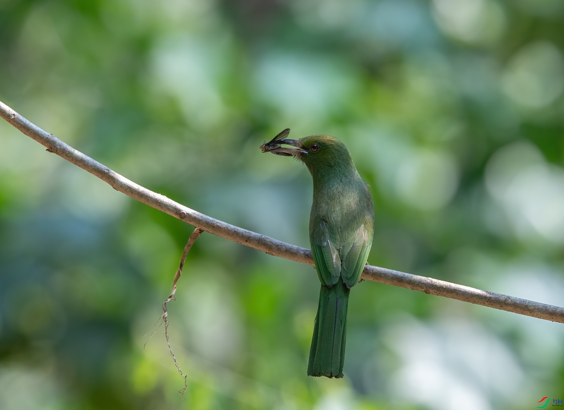 DSC_0461-1.jpg