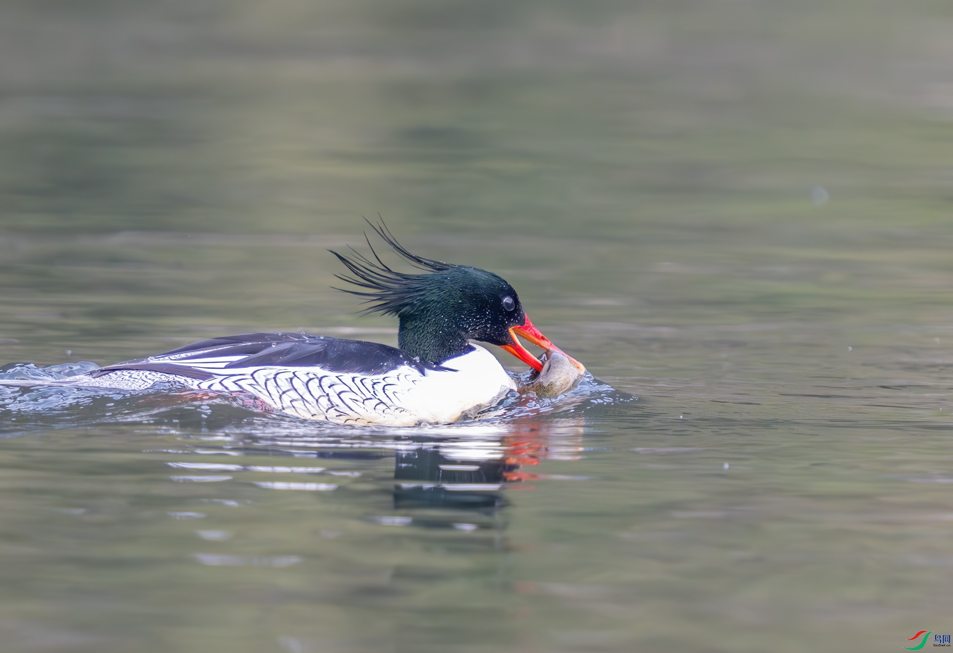 DSC_4796-1.jpg