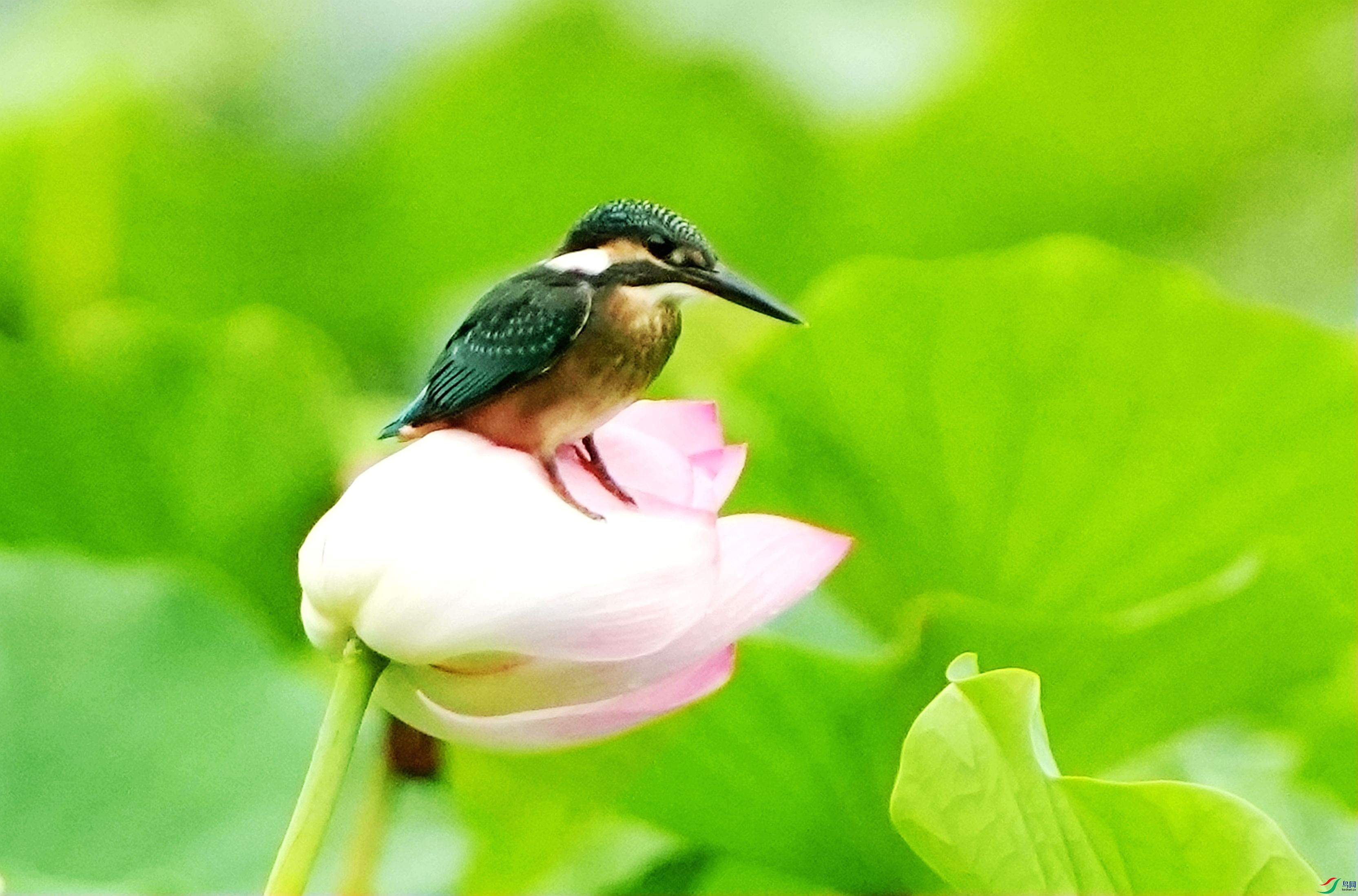 ���ںɻ���DSC04884_����.jpg