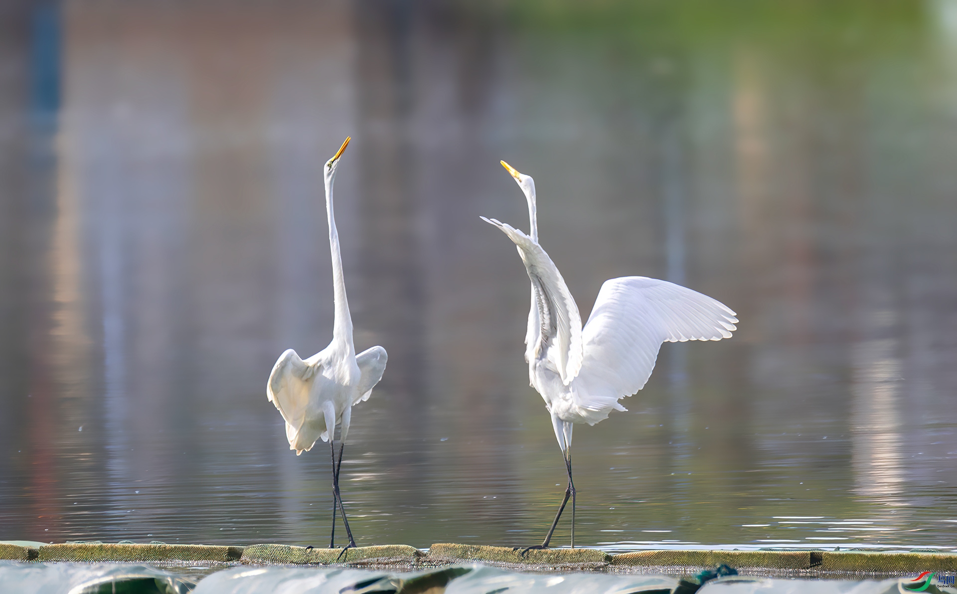 407A1198 ����-Sha----1 .jpg