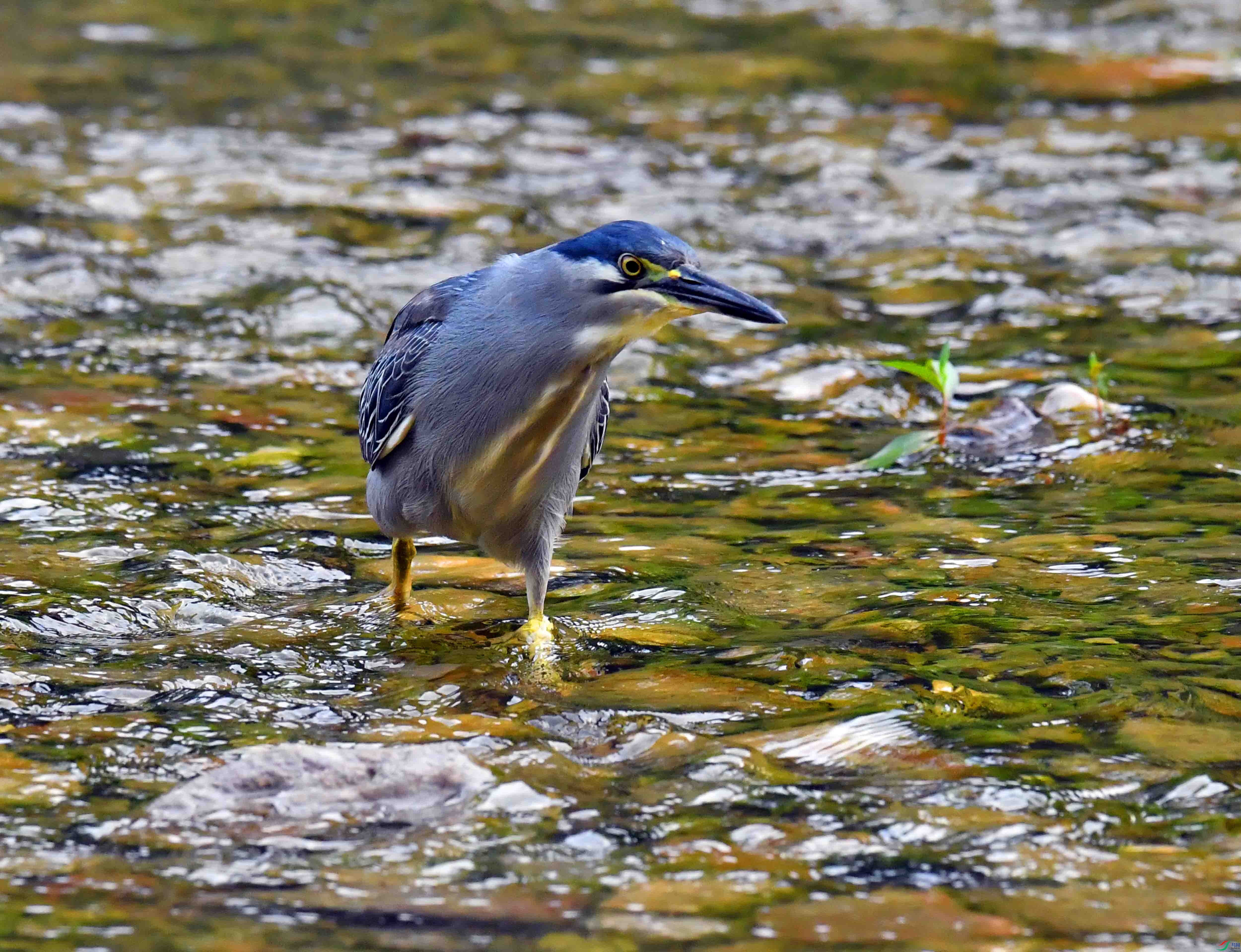 DSC_0495.JPG