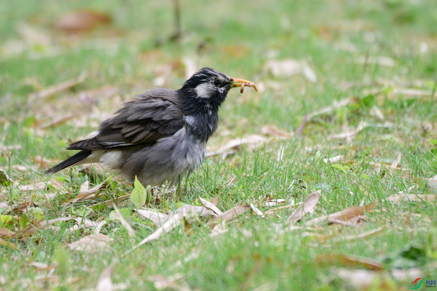 DSC_0538.JPG