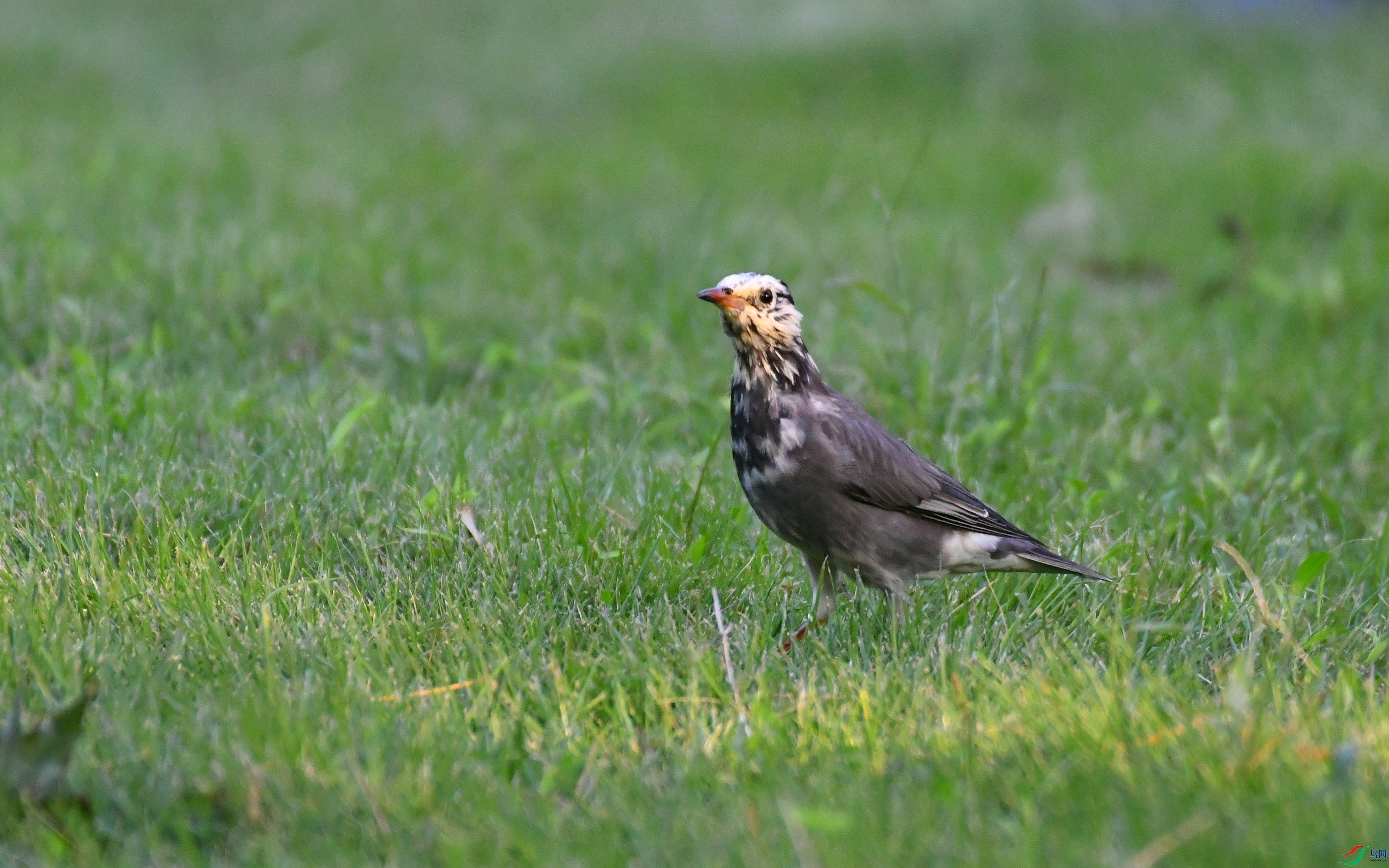 DSC_3443.JPG
