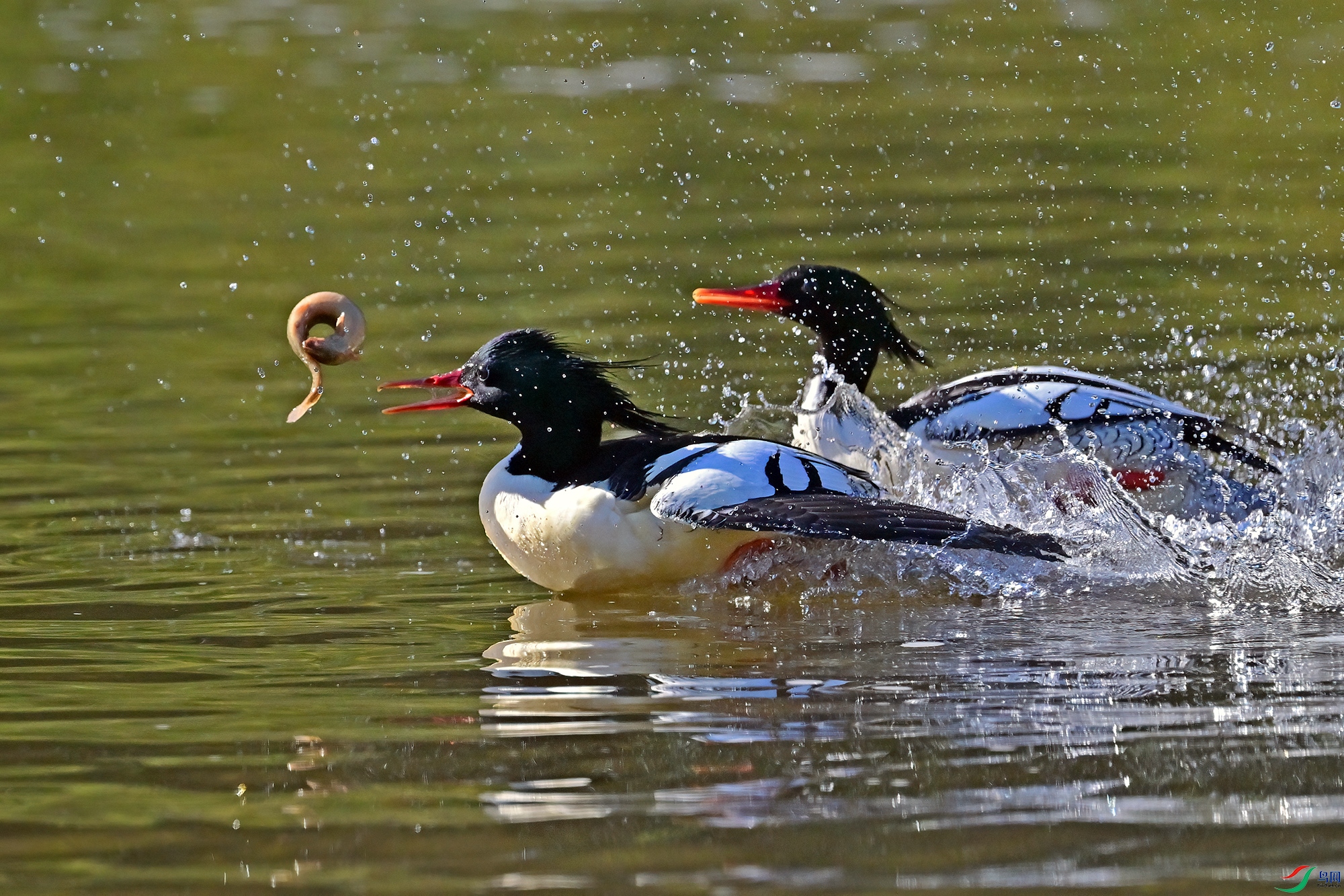 DSC_9631-V.jpg