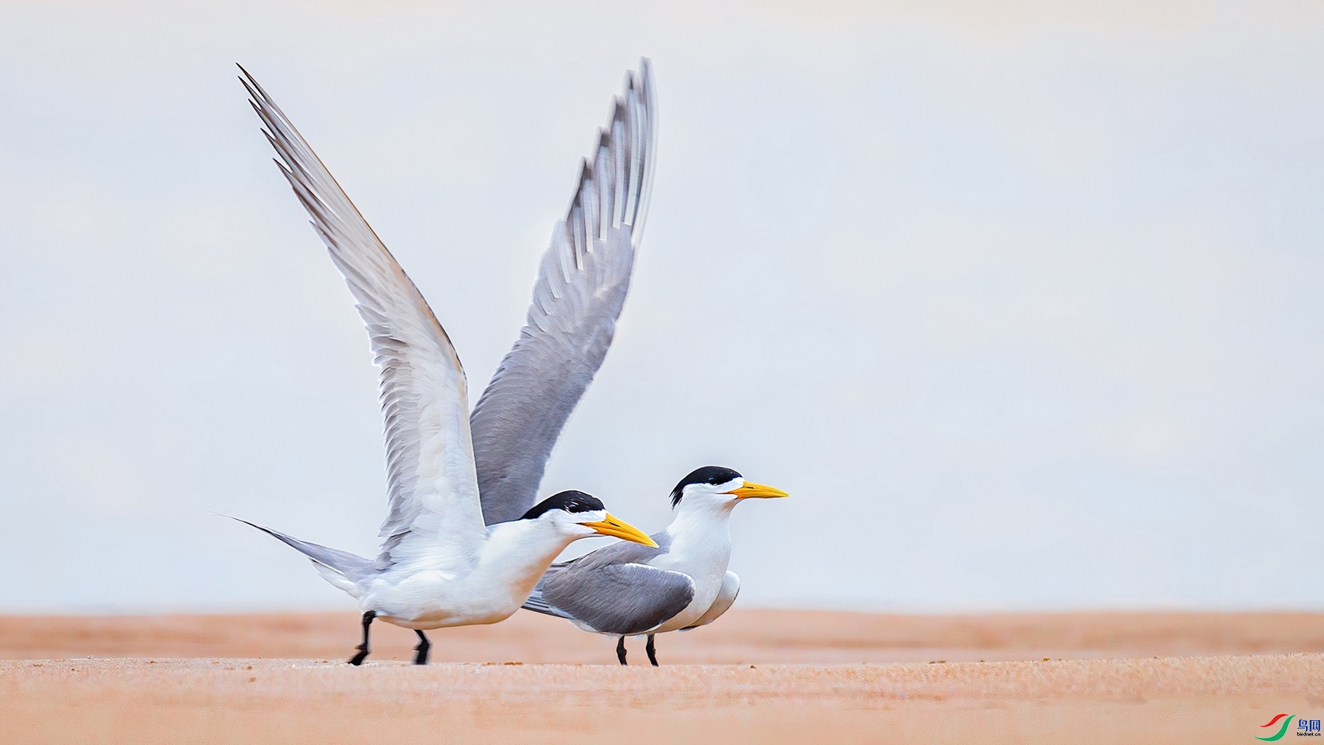 9.16�ƽ�Ҷ��ʦ��Ʒ   ������ף�ؼ����ٻ��� ҳ������.jpg