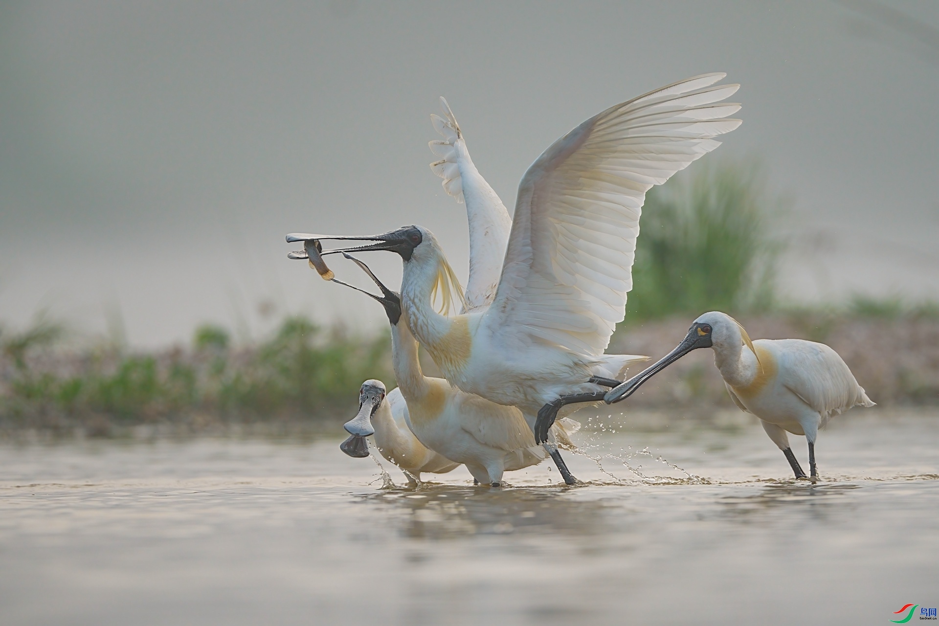 9.18~������~��ʦ��Ʒ   ���������ף���ٻ��Ա������.jpg