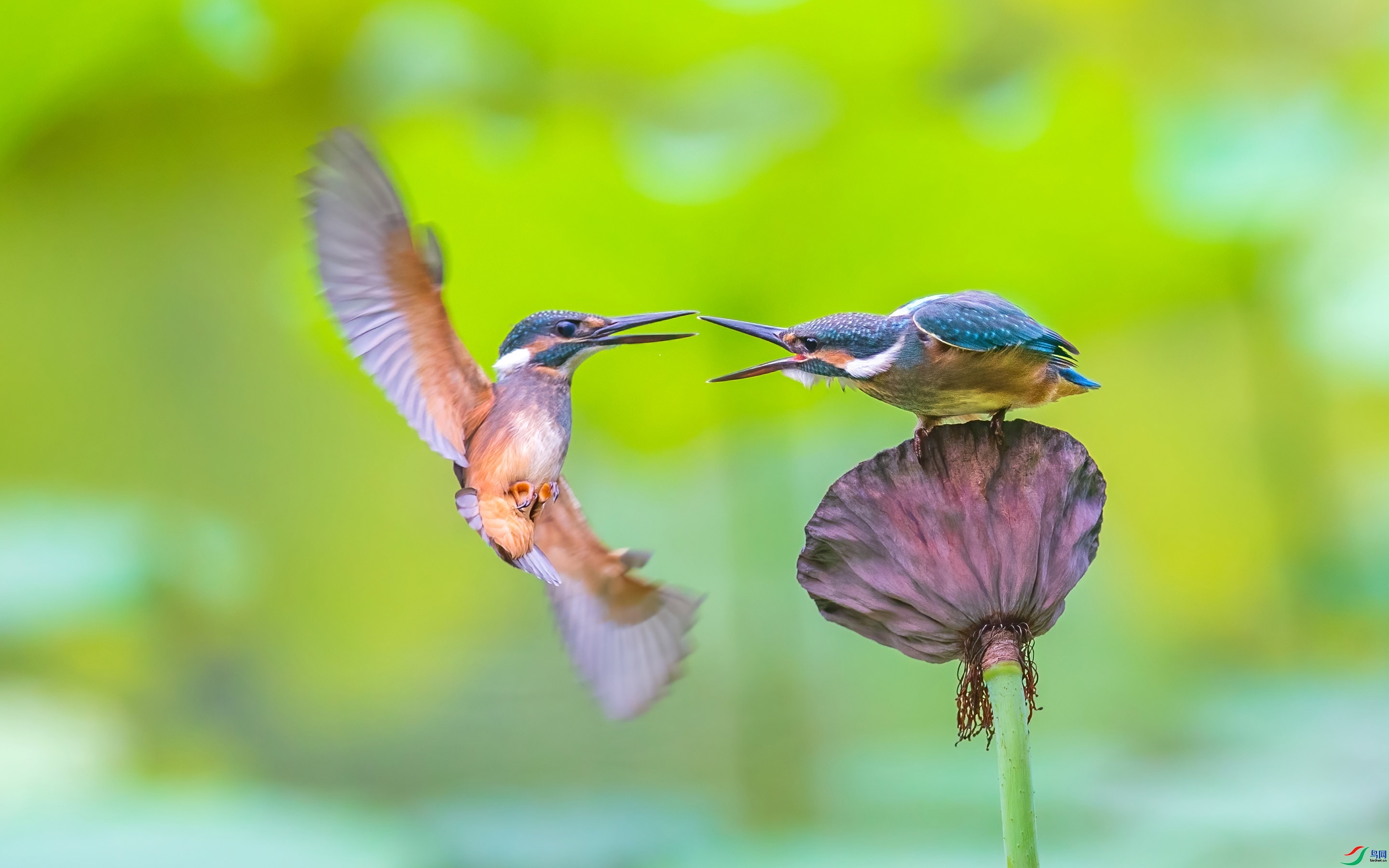 9.28�ɶ��Ͻ���ʦ��Ʒ   ��Ϸ�е�С�� ��ף���ٻ����������.jpg