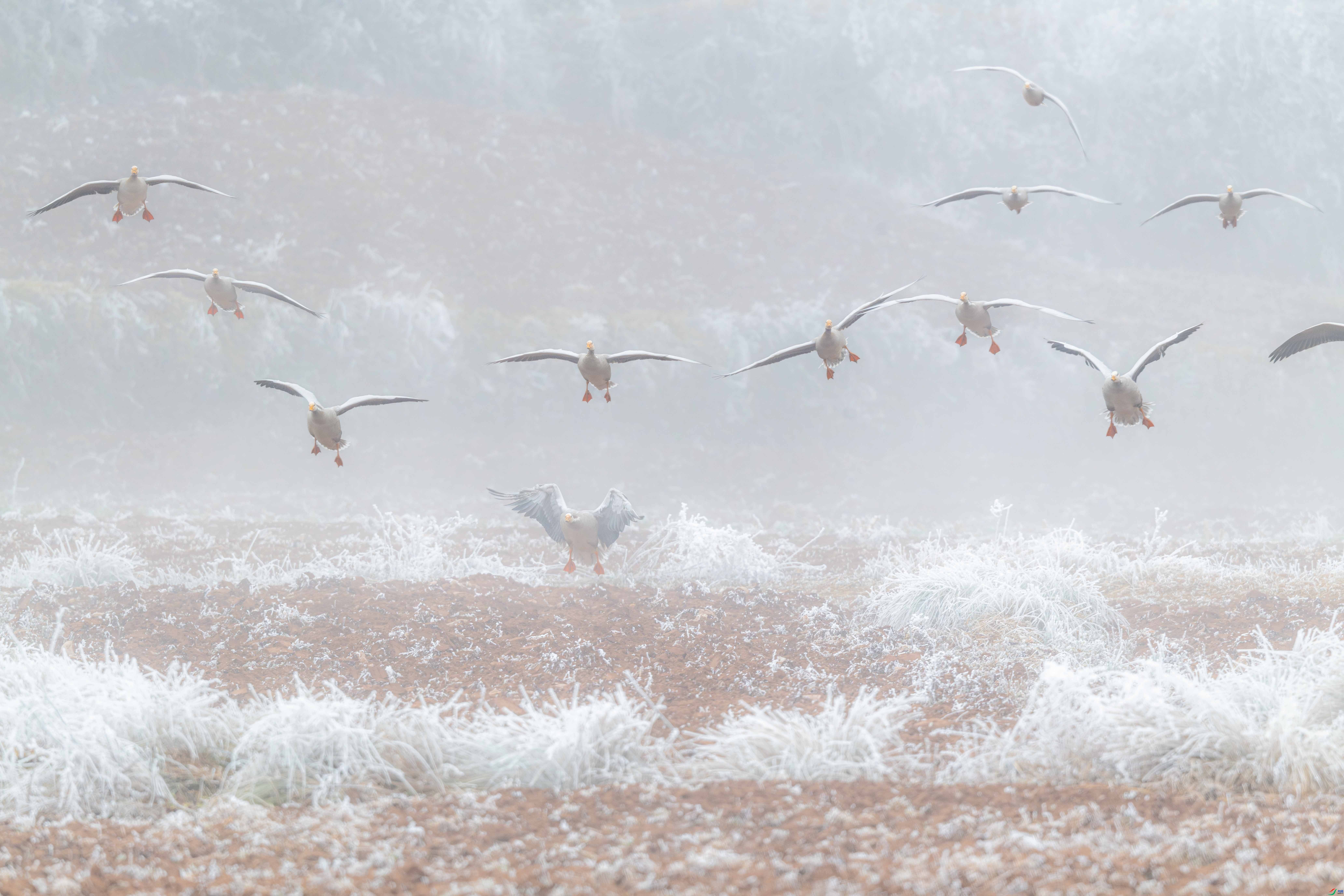 9.29���ֹ���ing��ʦ��Ʒ   �㽵��ף���ٻ��Ա������.jpg