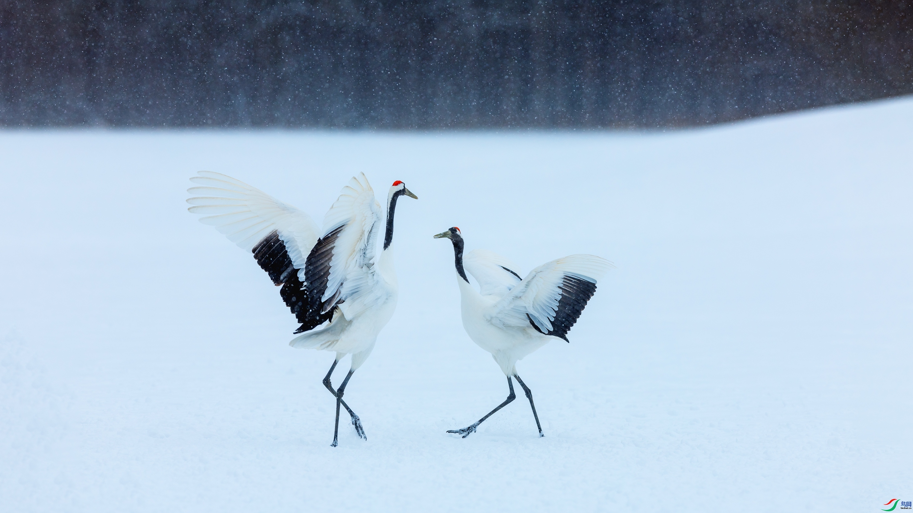 9.29��־������ʦ��Ʒ   ѩ���裨ף���ٻ�ÿ�ռ�����.jpg