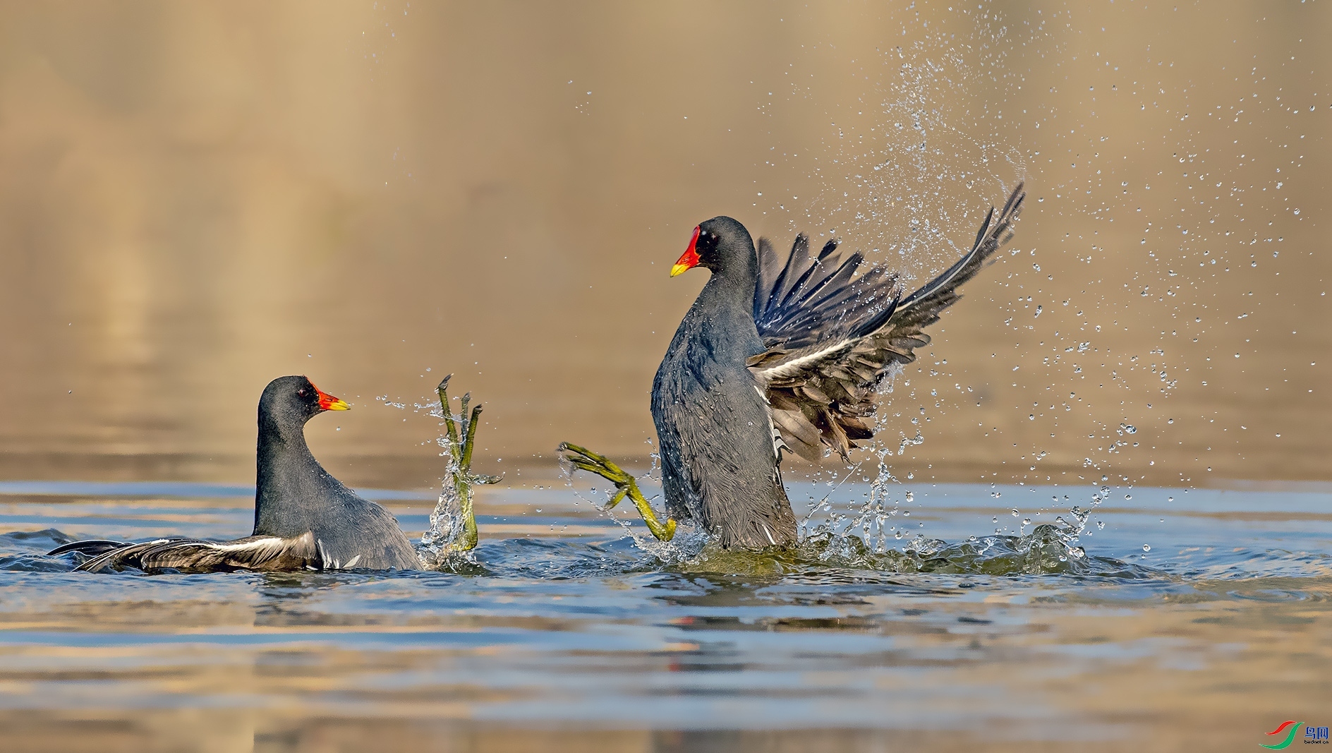 9.29���������ʦ��Ʒ   ˮս��ף���ٻ����������.jpg