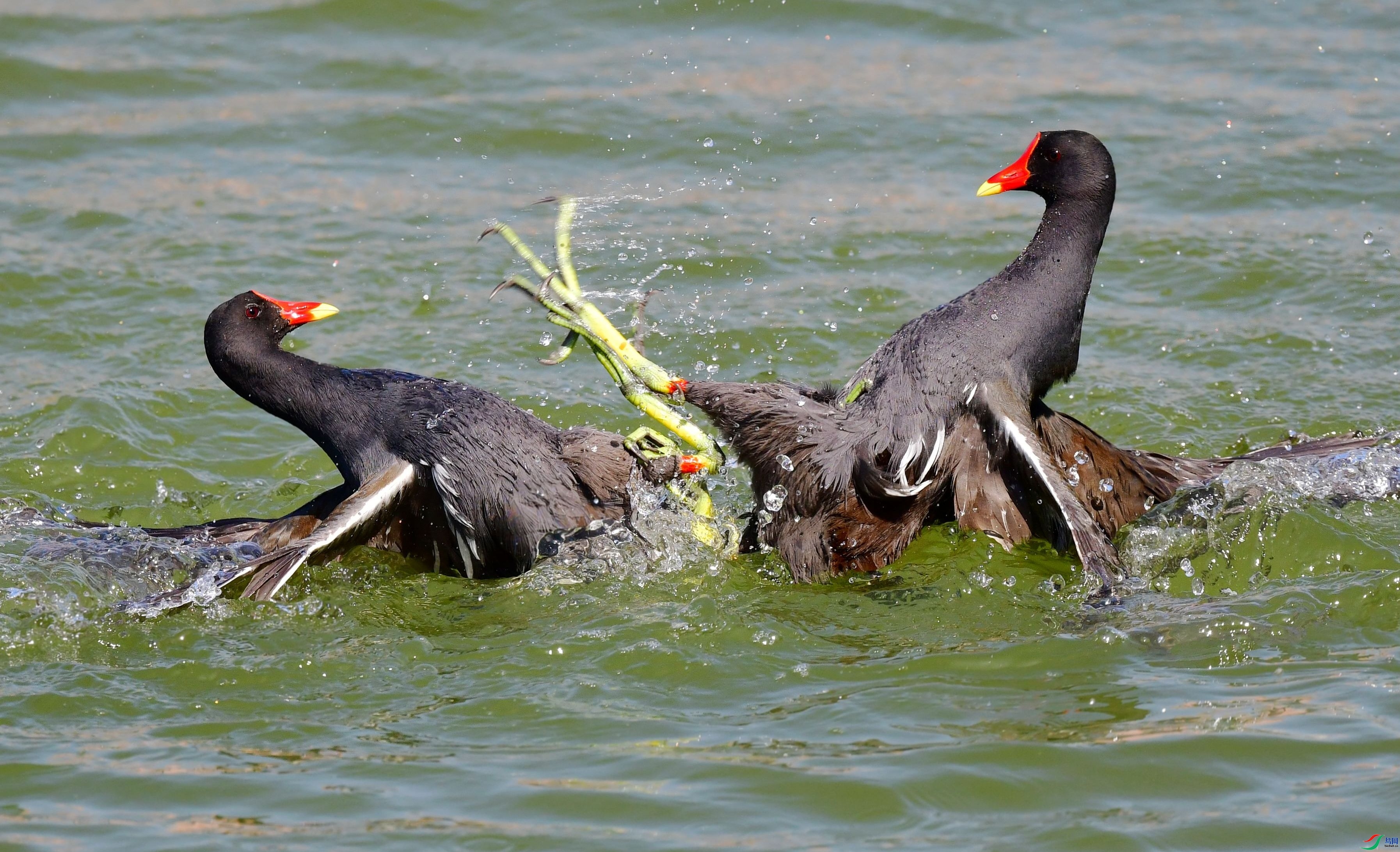 10.1��ͷ��69��ʦ��Ʒ   ���ȹ��� ף�������ף���ٻ���Ӱʦ������.jpg