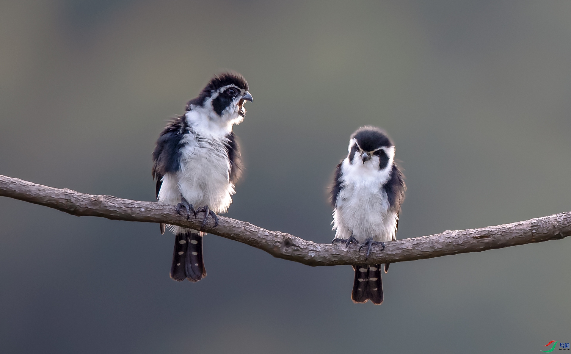 ����С��1 - ����-1.jpg