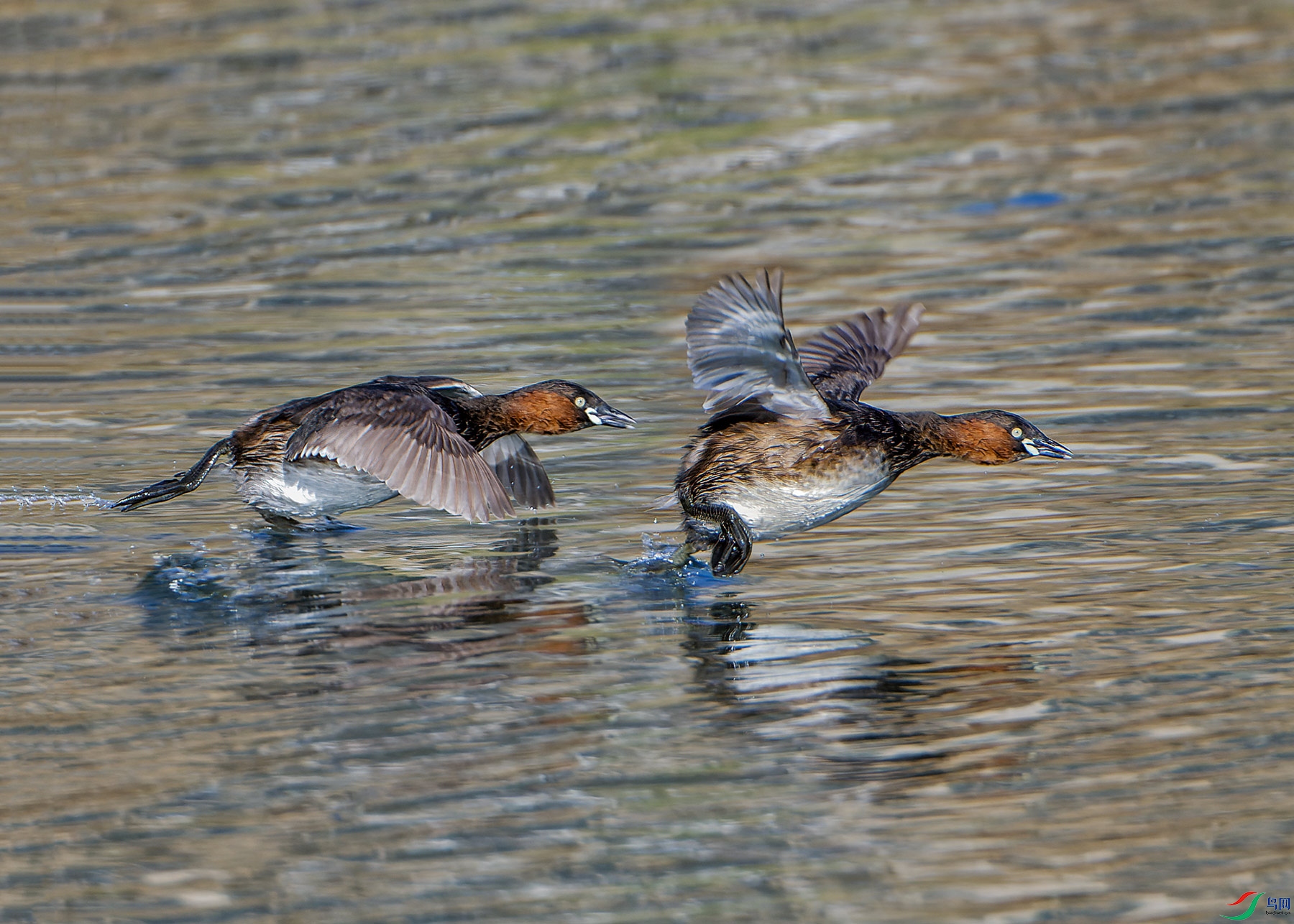 DSC_3816a.jpg