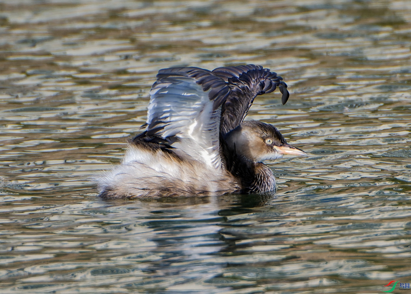 DSC_3743.jpg