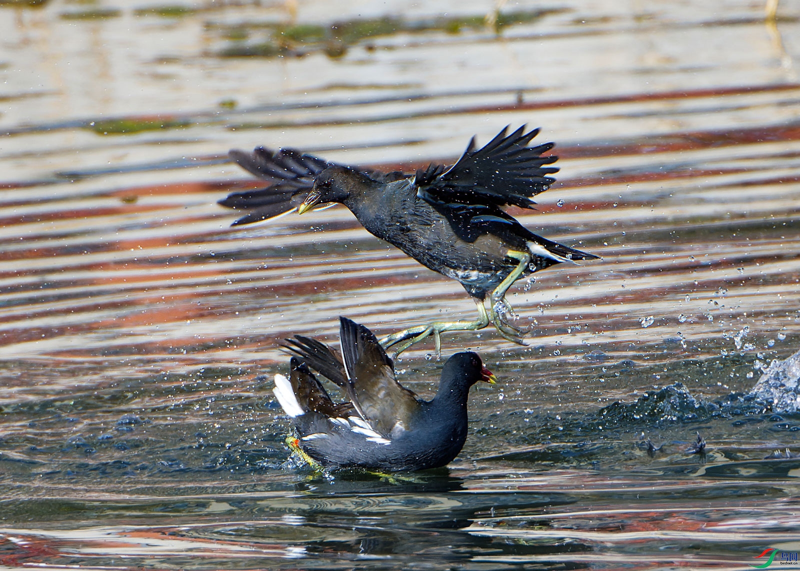DSC_3665.jpg