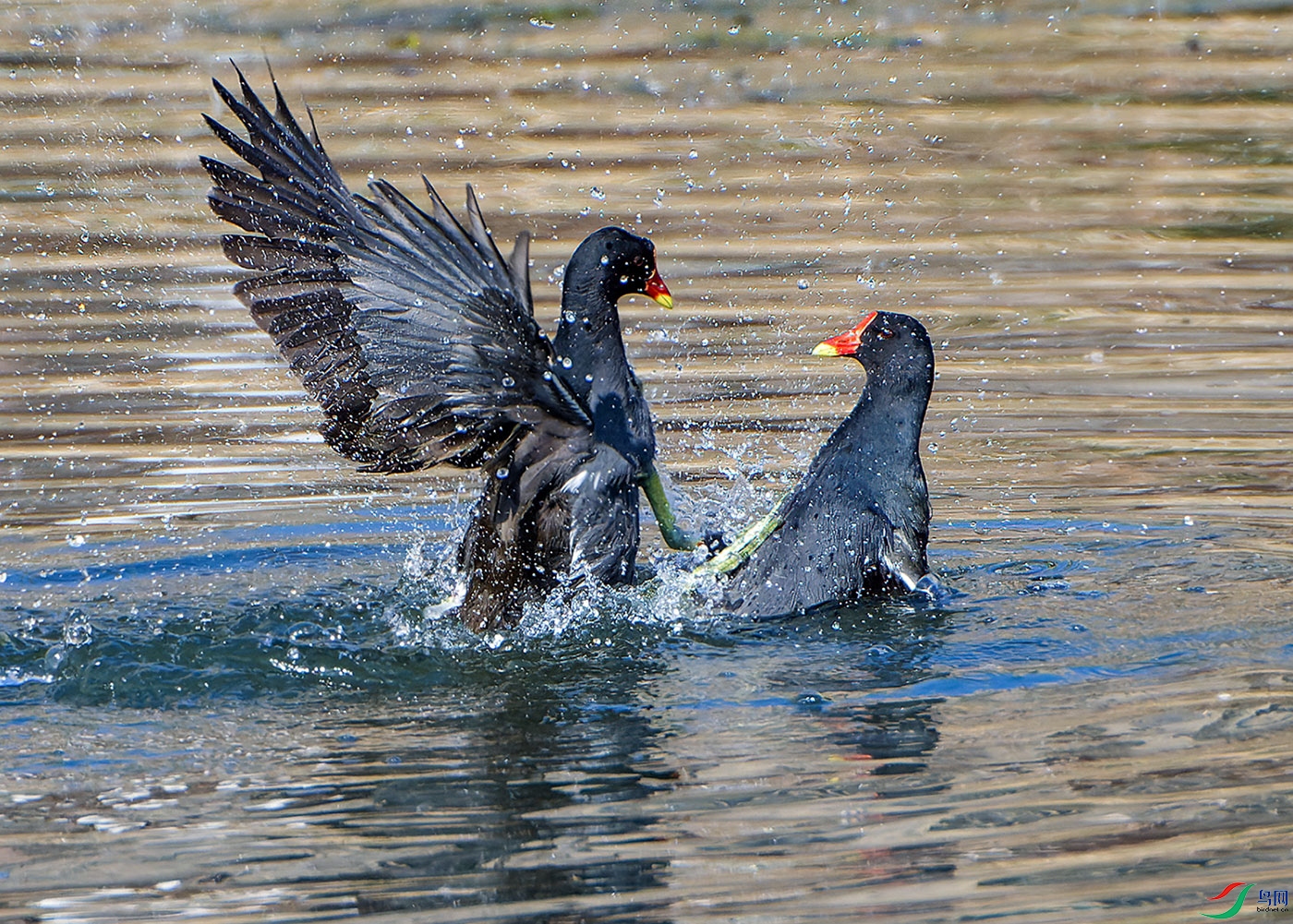 DSC_3618.jpg
