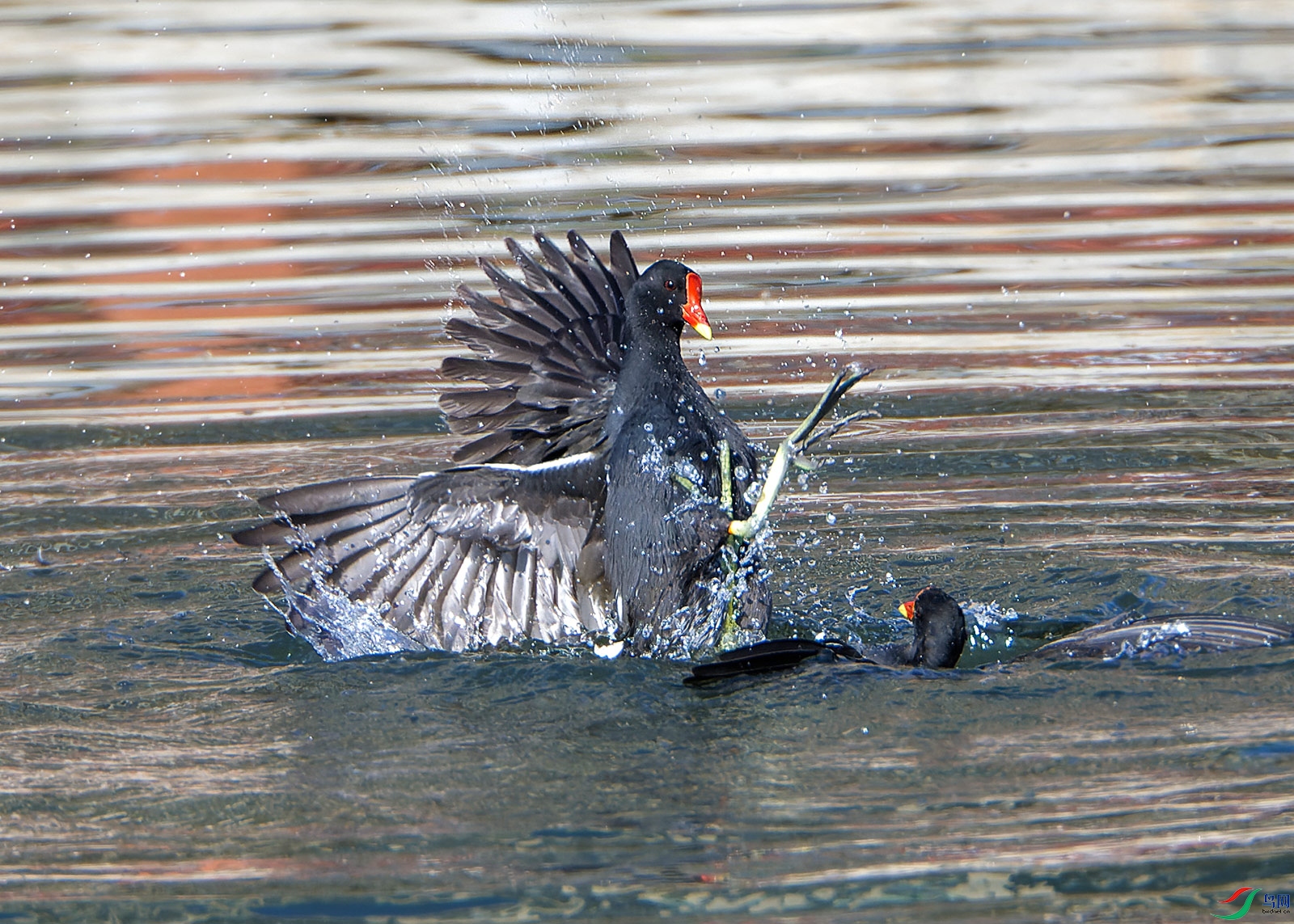 DSC_3516.jpg