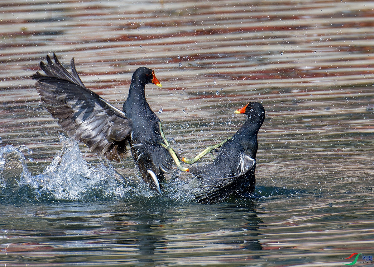 DSC_3381.jpg