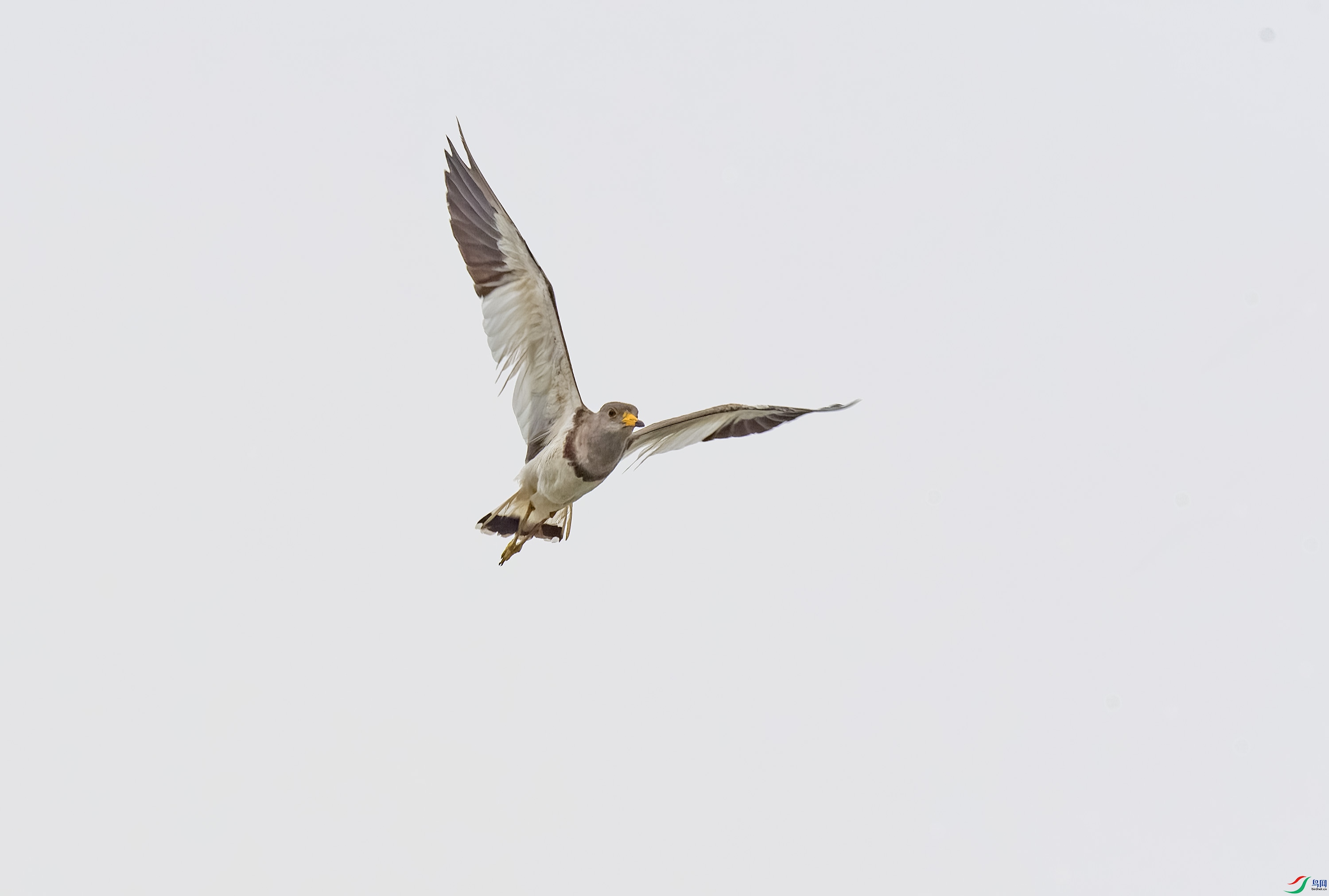 DSC_5863-DeNoiseAI-raw.jpg